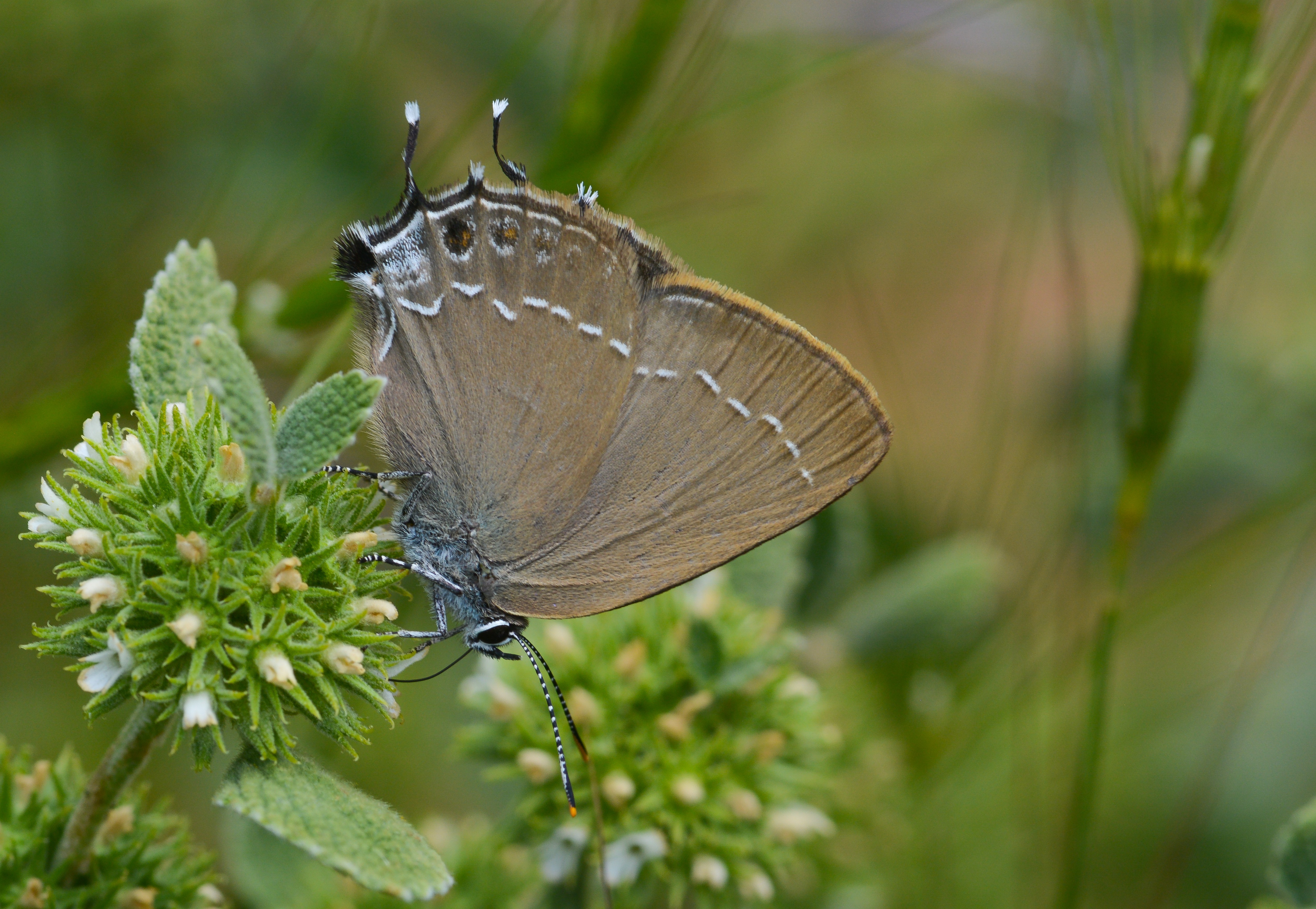 Satyrium zabni (Mavi Benekli Sevbeni) butterfly photo