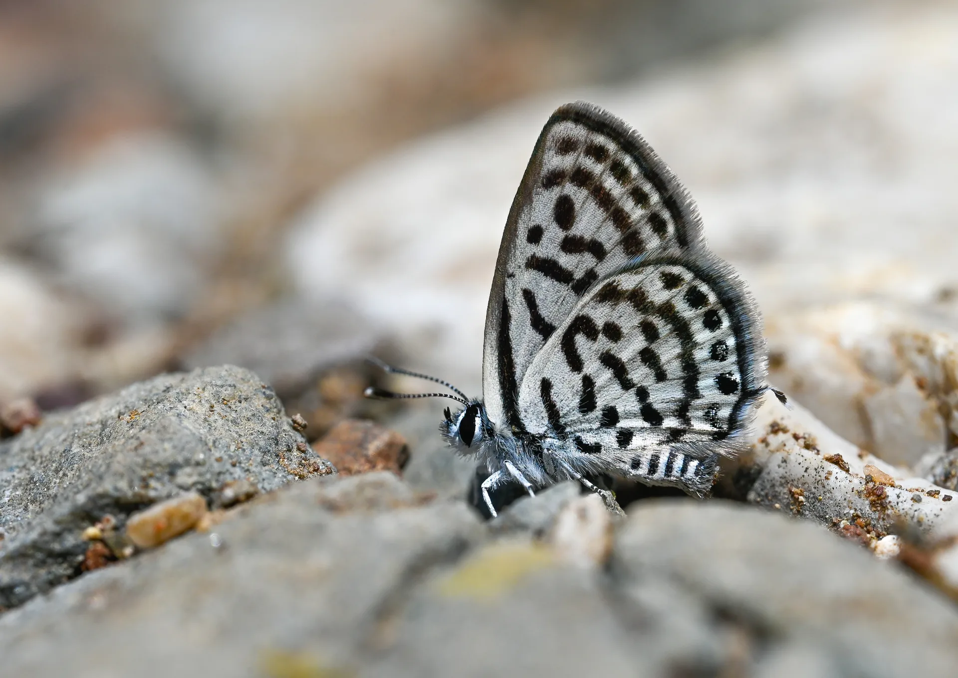 Tarucus balkanicus (Balkankaplanı) butterfly photo