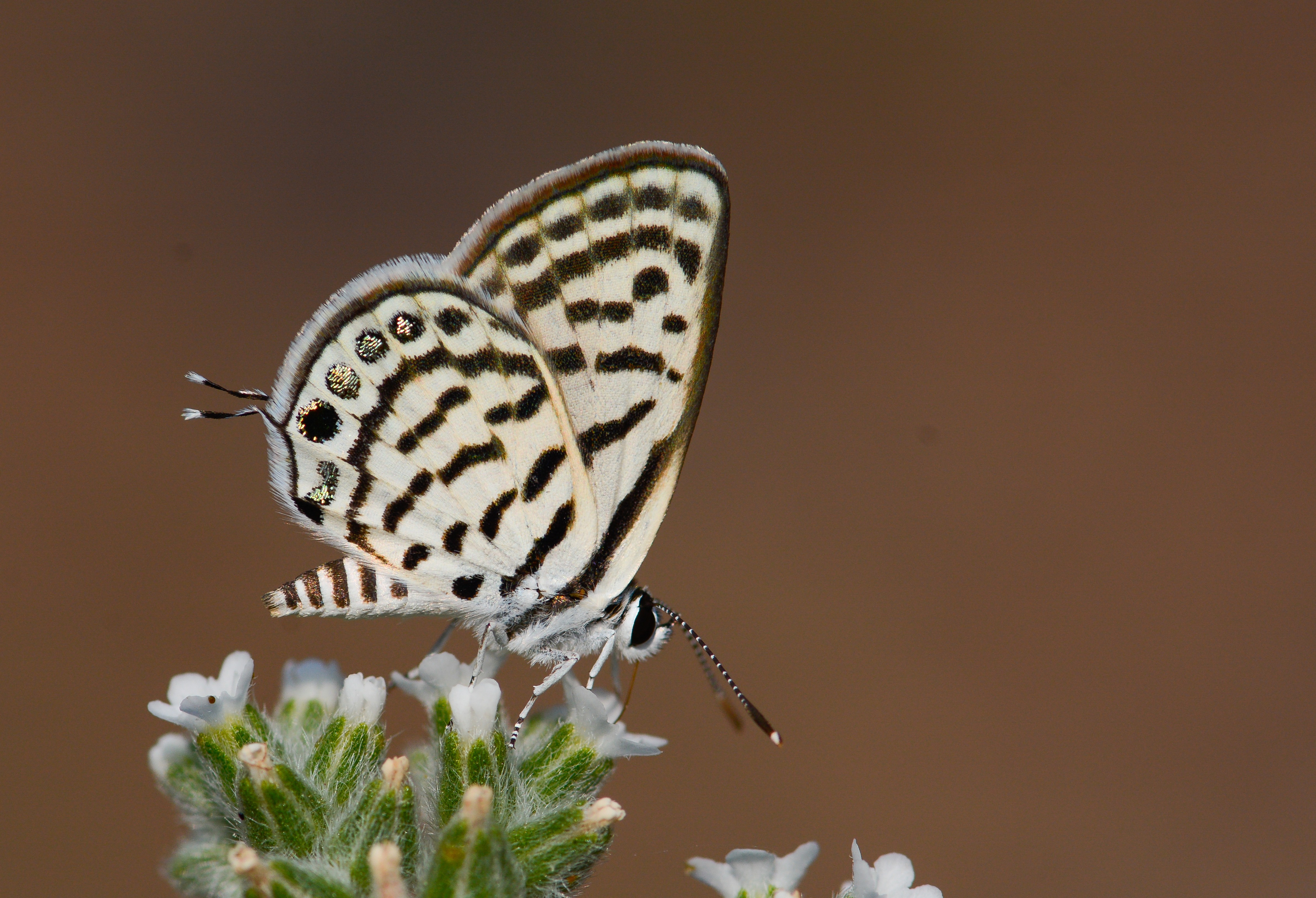 Tarucus balkanicus (Balkankaplanı) butterfly photo