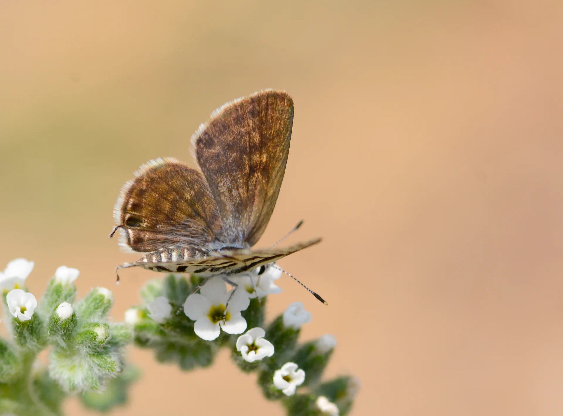 Tarucus balkanicus (BalkankaplanÄ±) butterfly photo