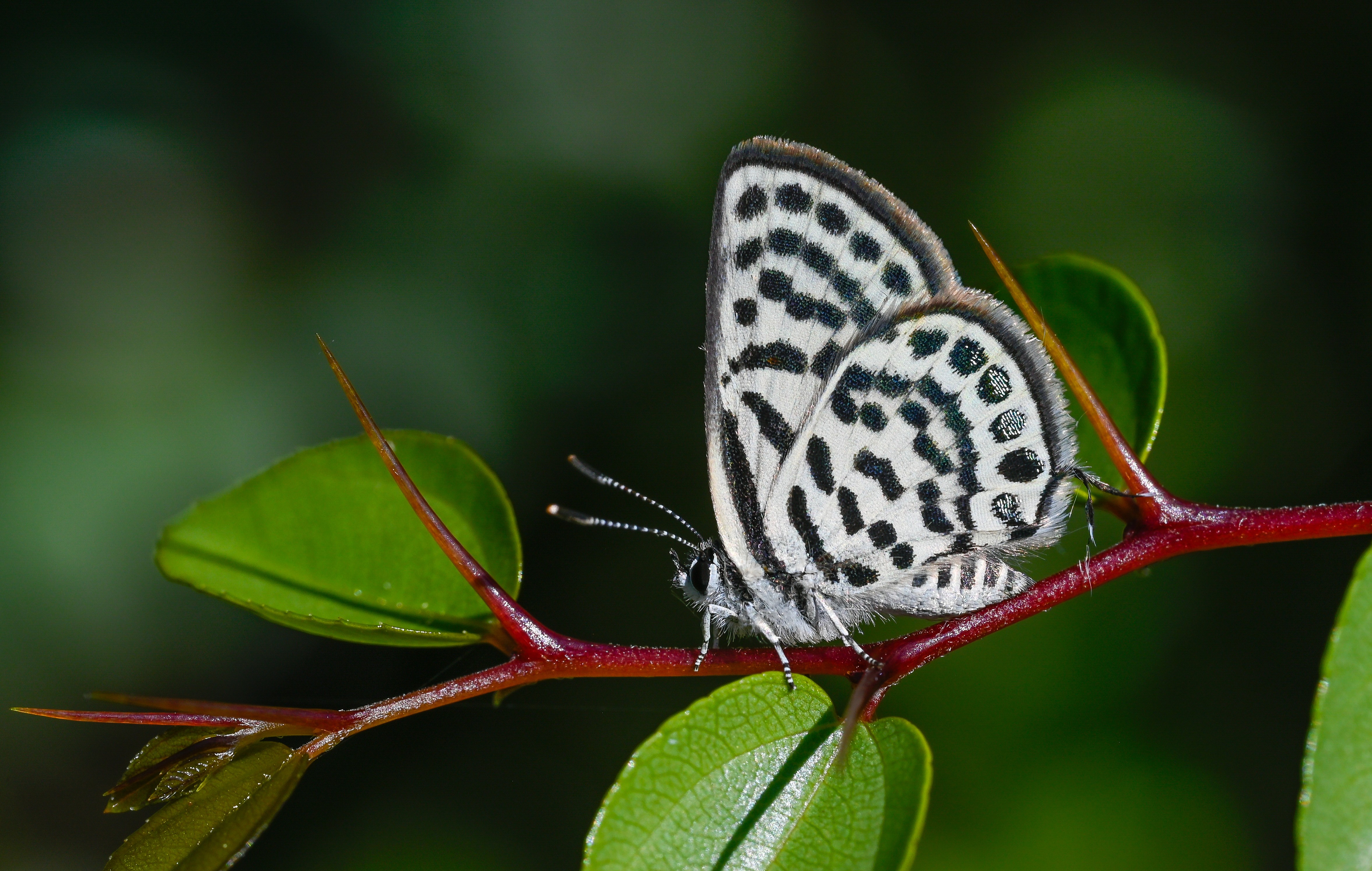 Tarucus balkanicus (Balkankaplanı) butterfly photo