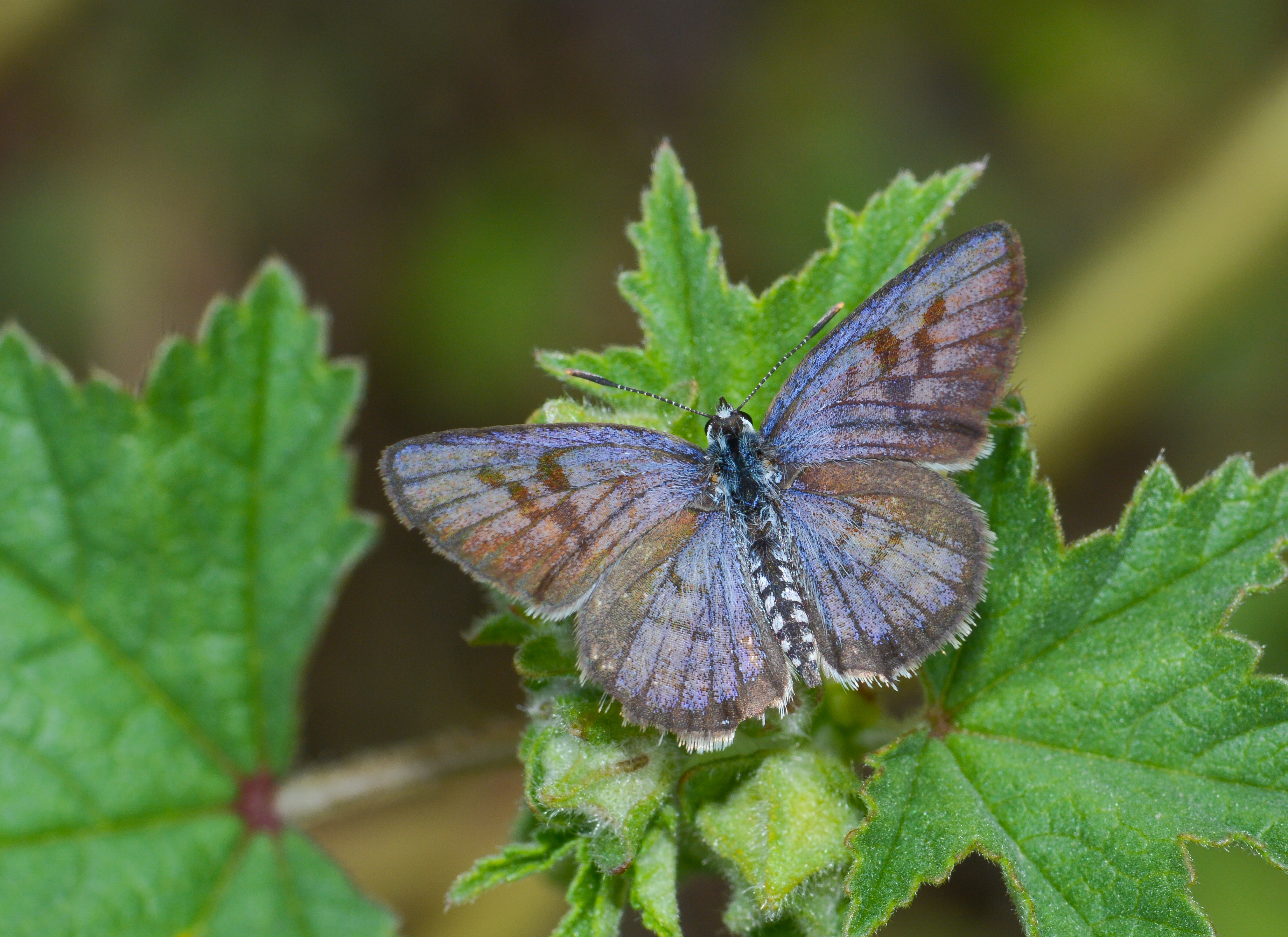 Tarucus balkanicus (Balkankaplanı) butterfly photo