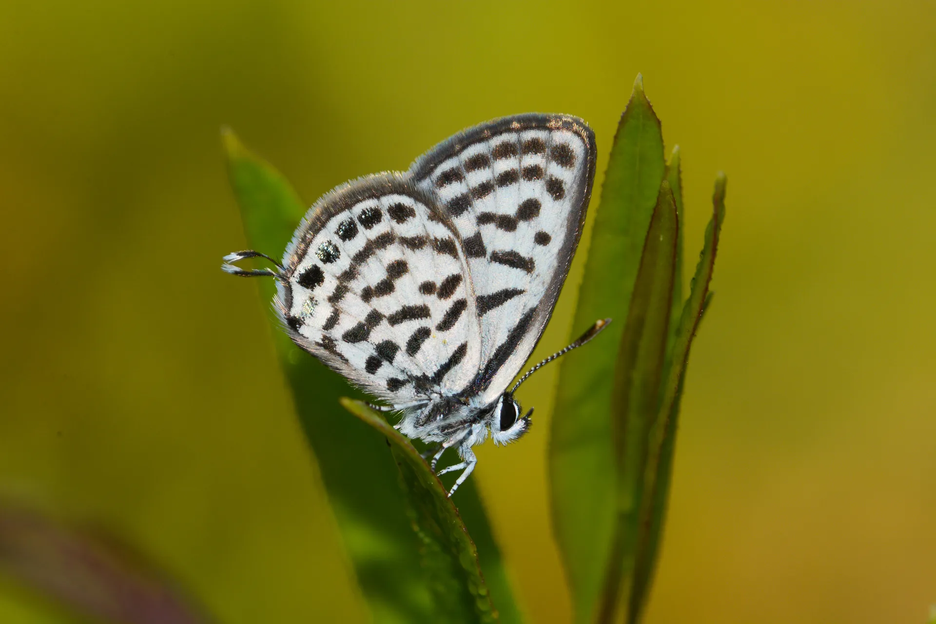 Tarucus balkanicus (BalkankaplanÄ±) butterfly photo