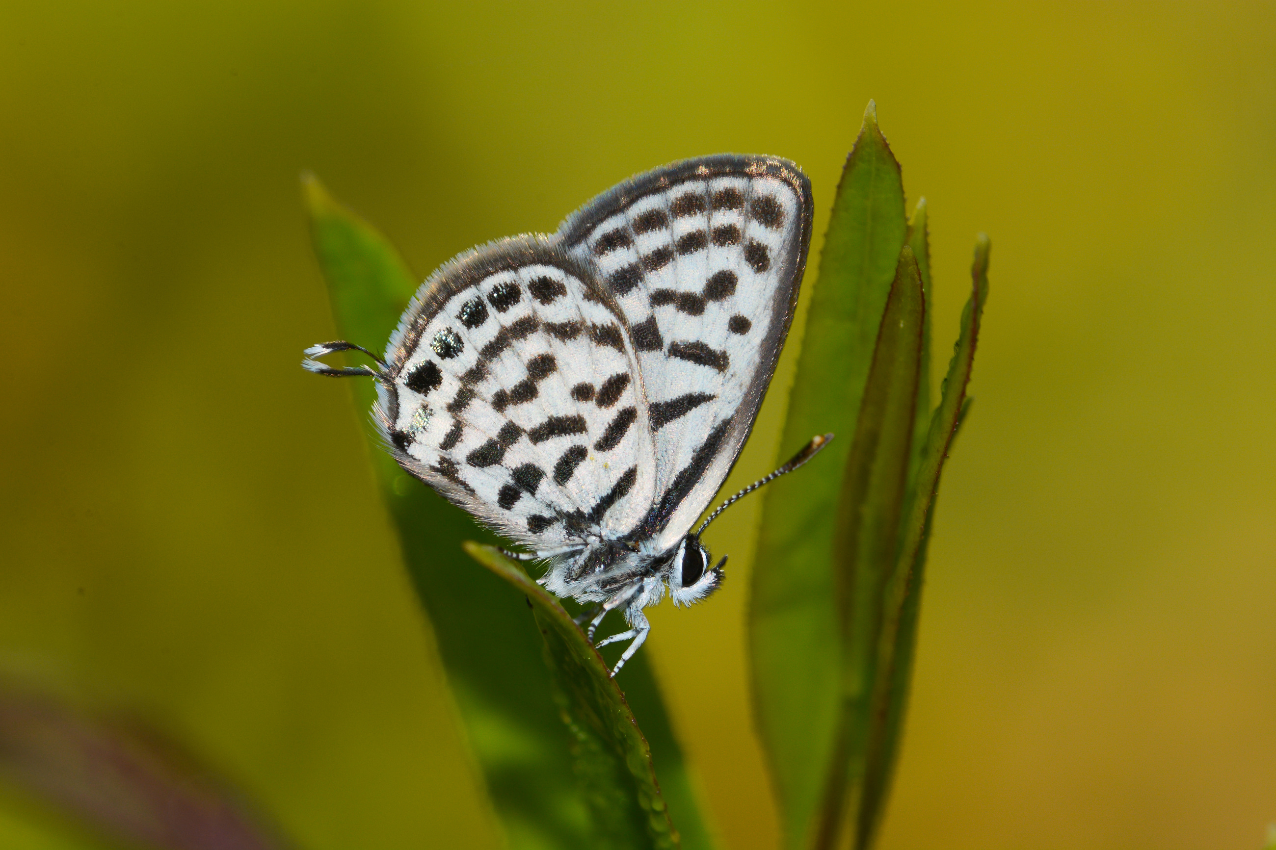 Tarucus balkanicus (Balkankaplanı) butterfly photo