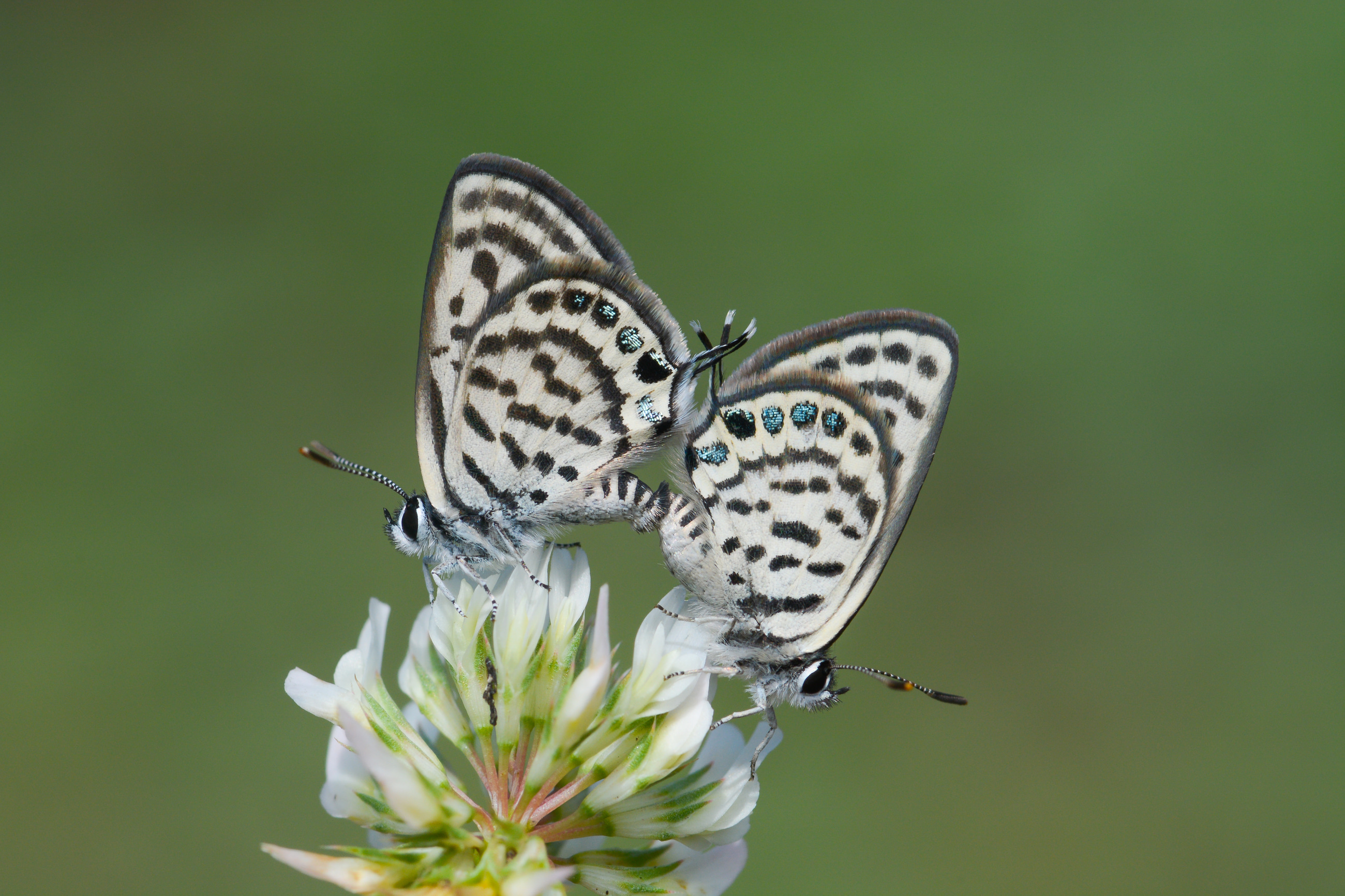 Tarucus balkanicus (Balkankaplanı) butterfly photo