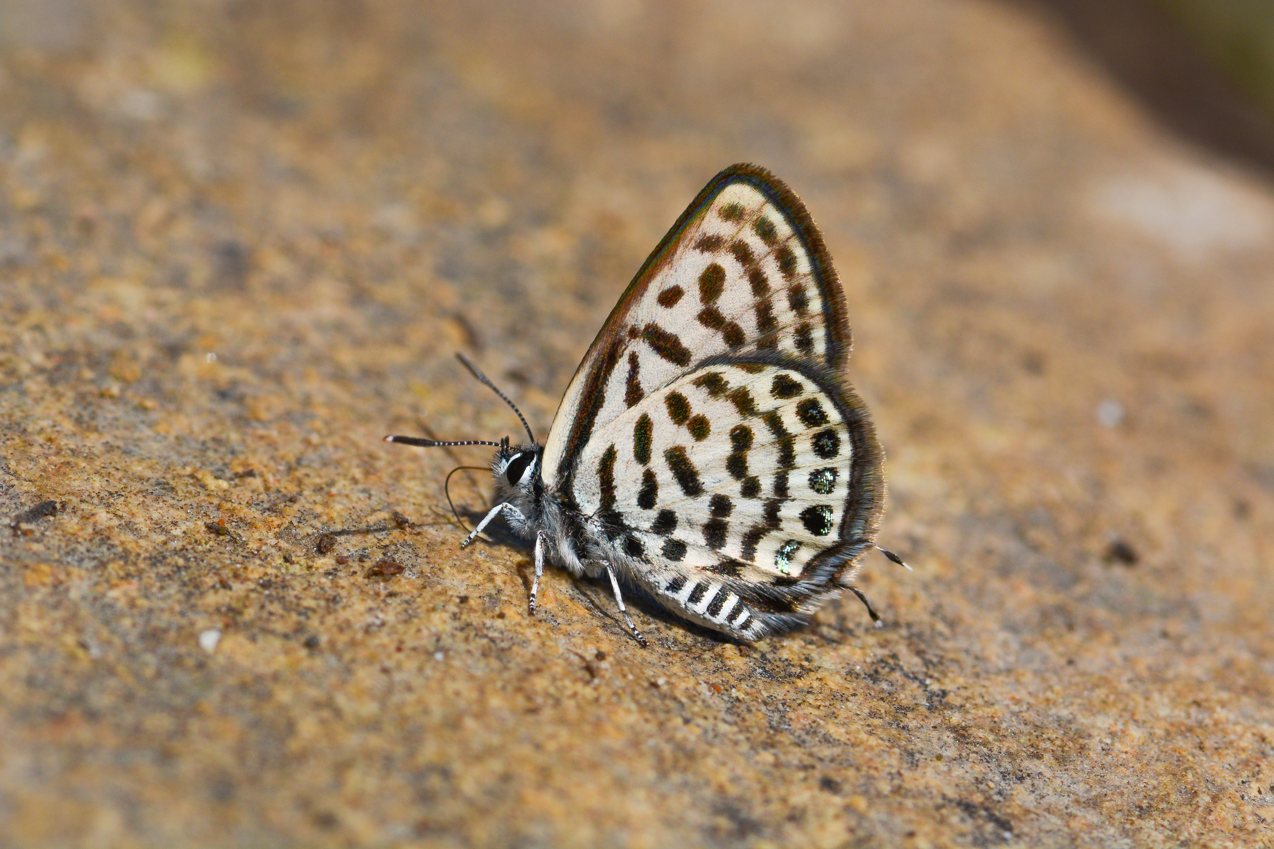Tarucus balkanicus (Balkankaplanı) butterfly photo
