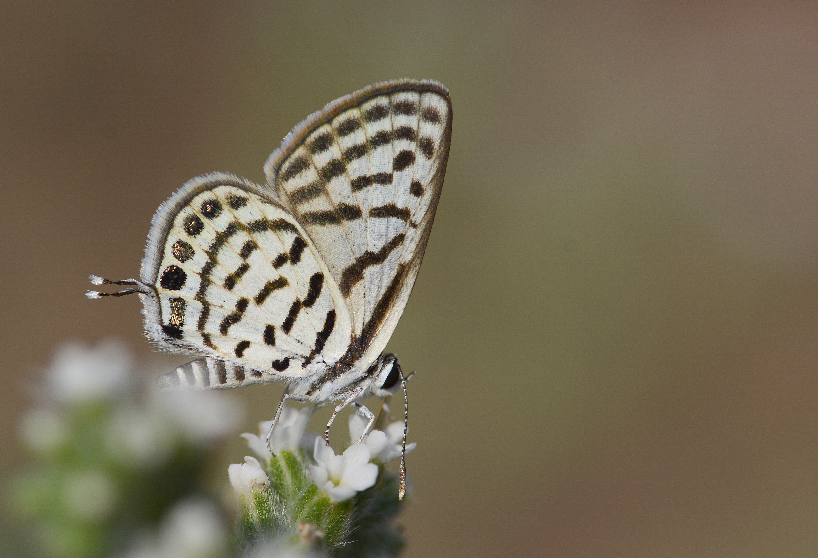 Tarucus balkanicus (Balkankaplanı) butterfly photo