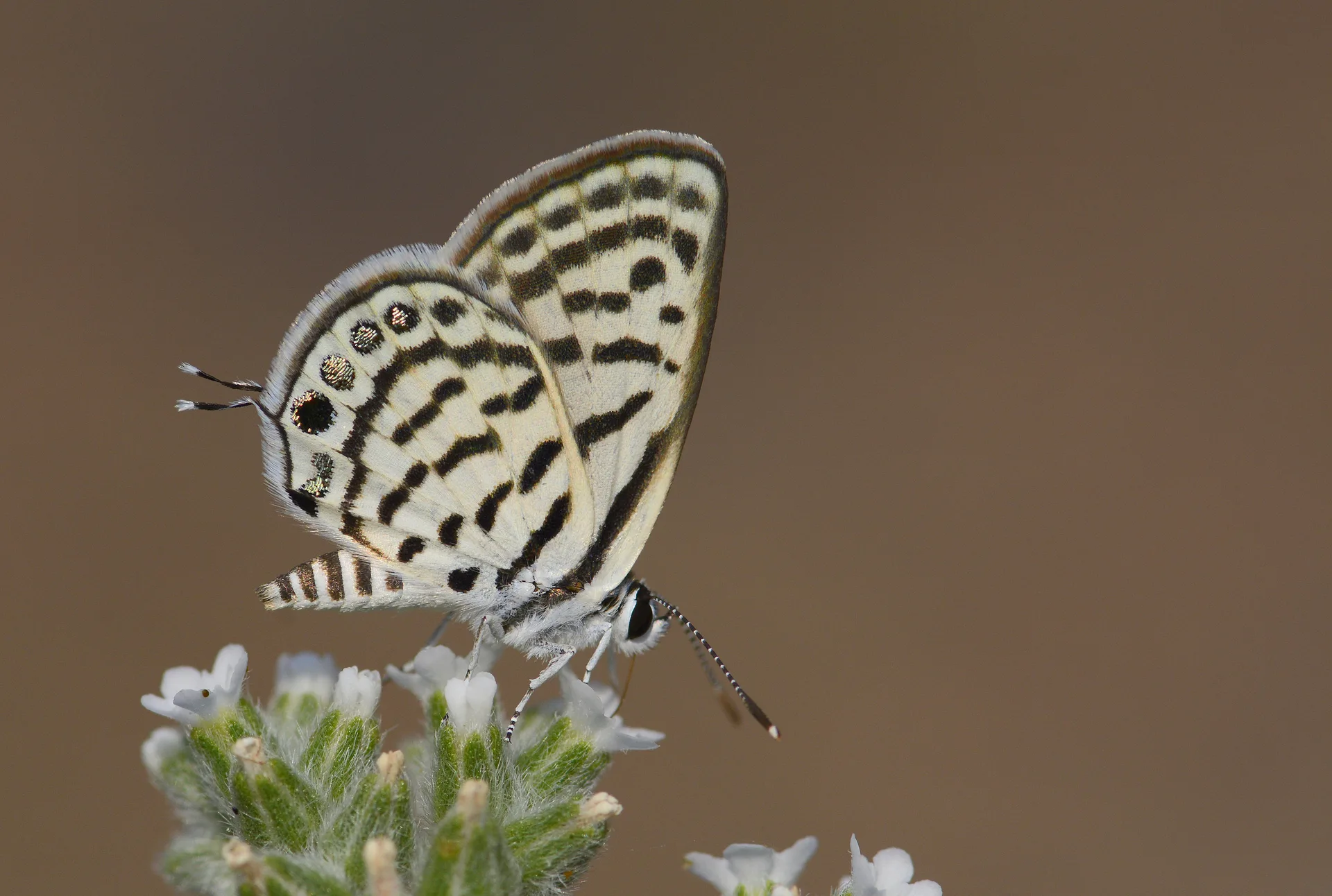 Tarucus balkanicus (BalkankaplanÄ±) butterfly photo