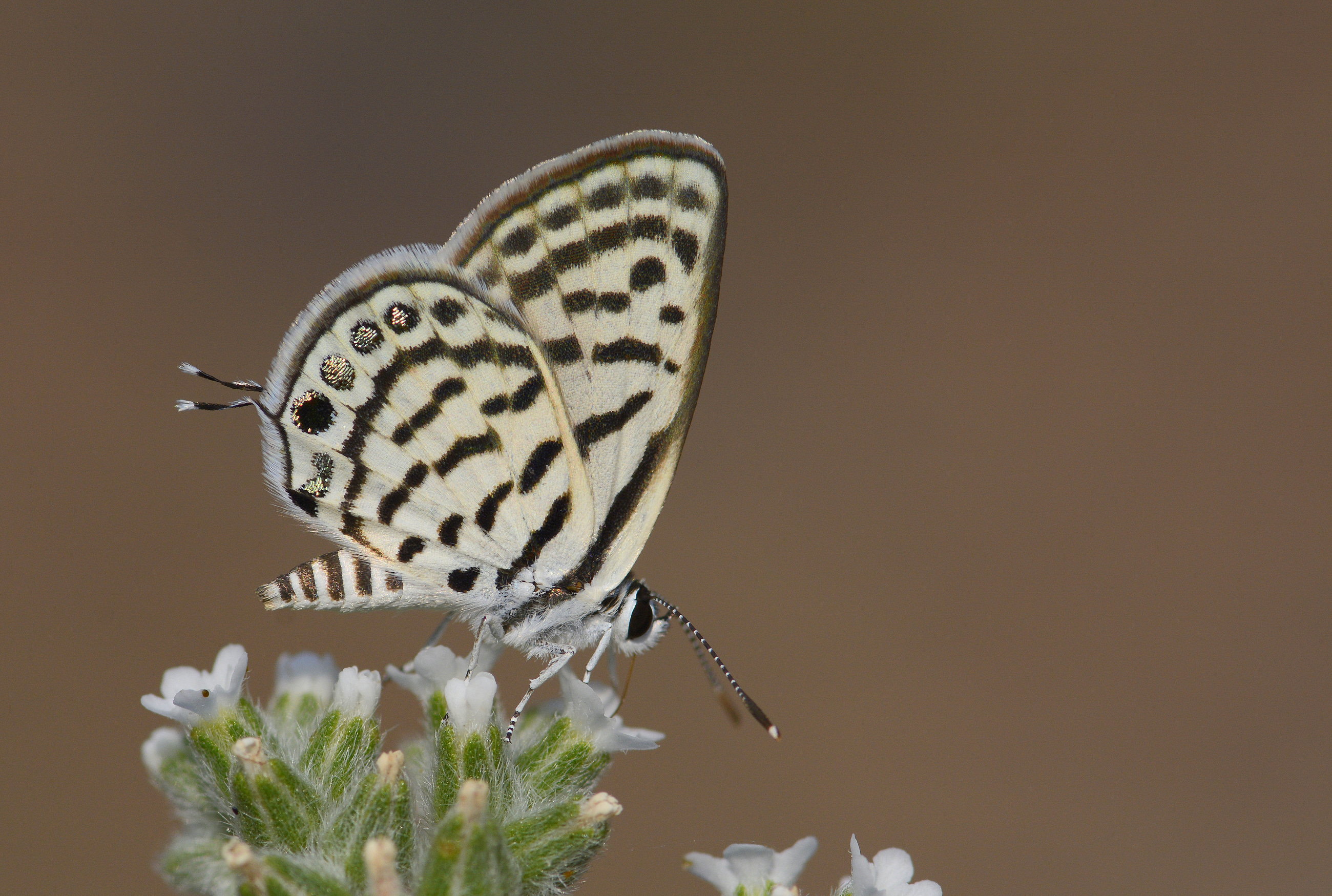 Tarucus balkanicus (Balkankaplanı) butterfly photo