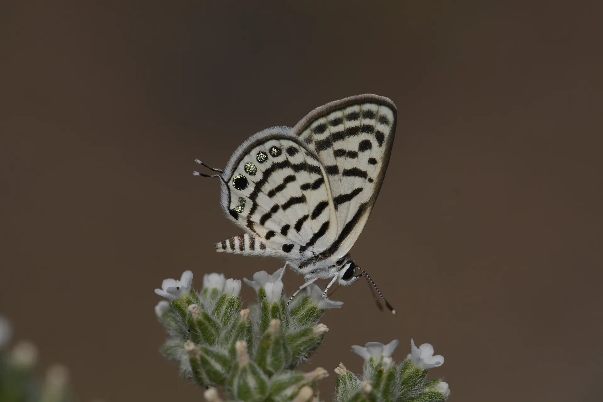 Tarucus balkanicus (BalkankaplanÄ±) butterfly photo