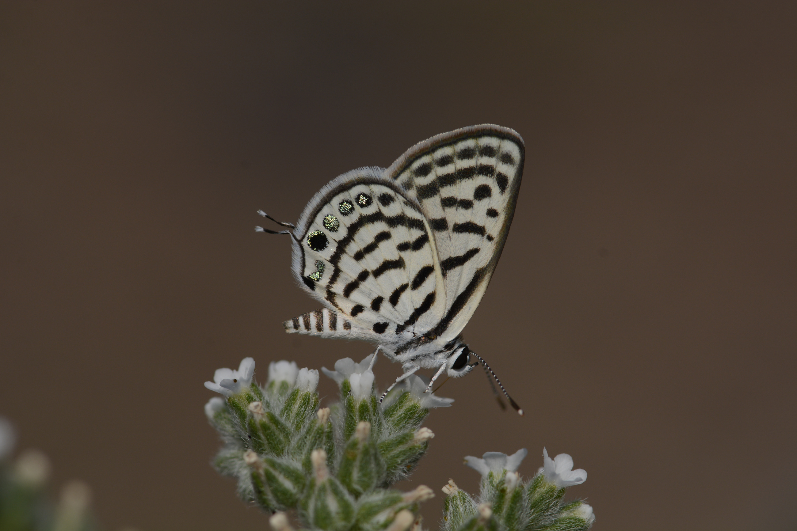Tarucus balkanicus (Balkankaplanı) butterfly photo