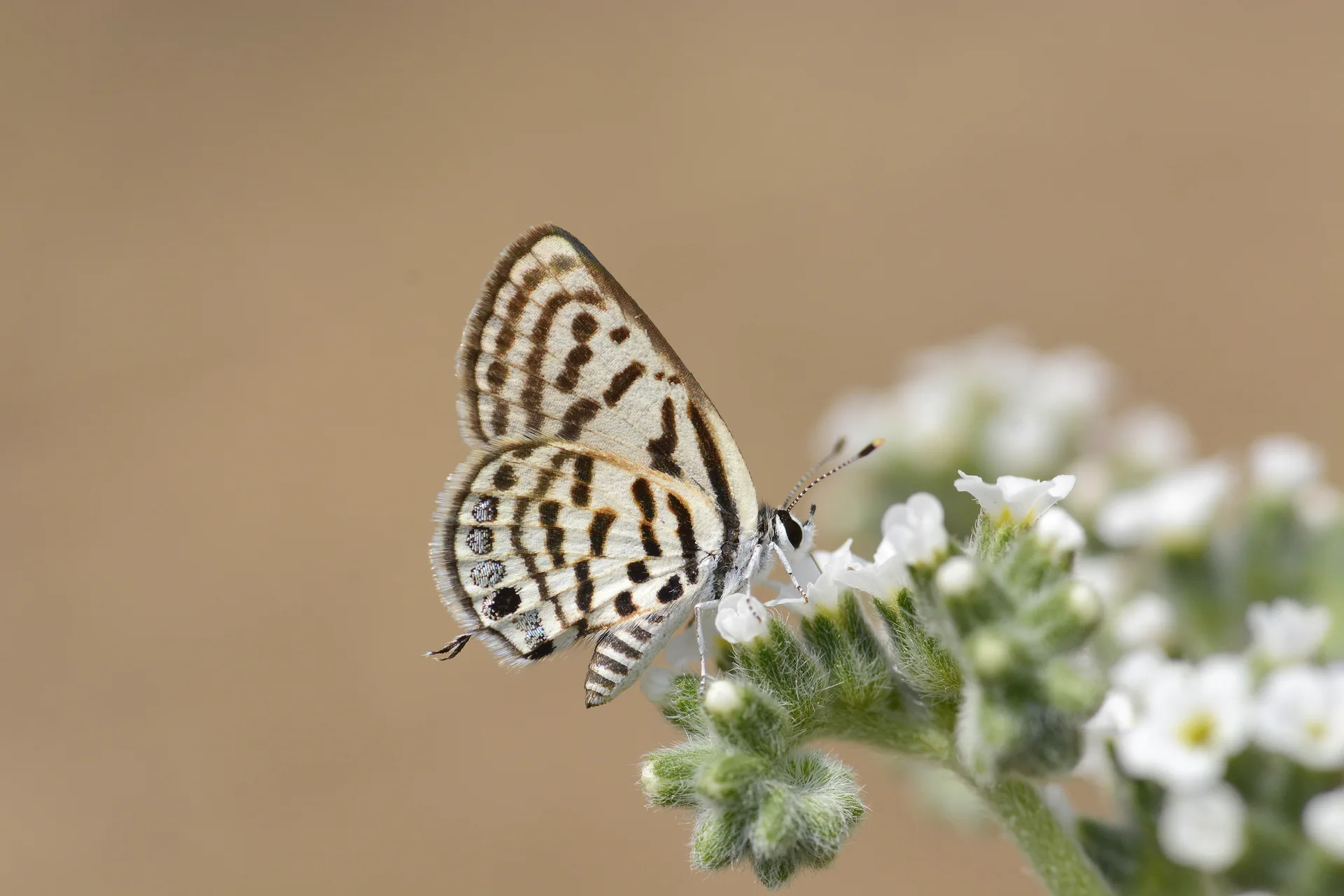 Tarucus balkanicus (BalkankaplanÄ±) butterfly photo
