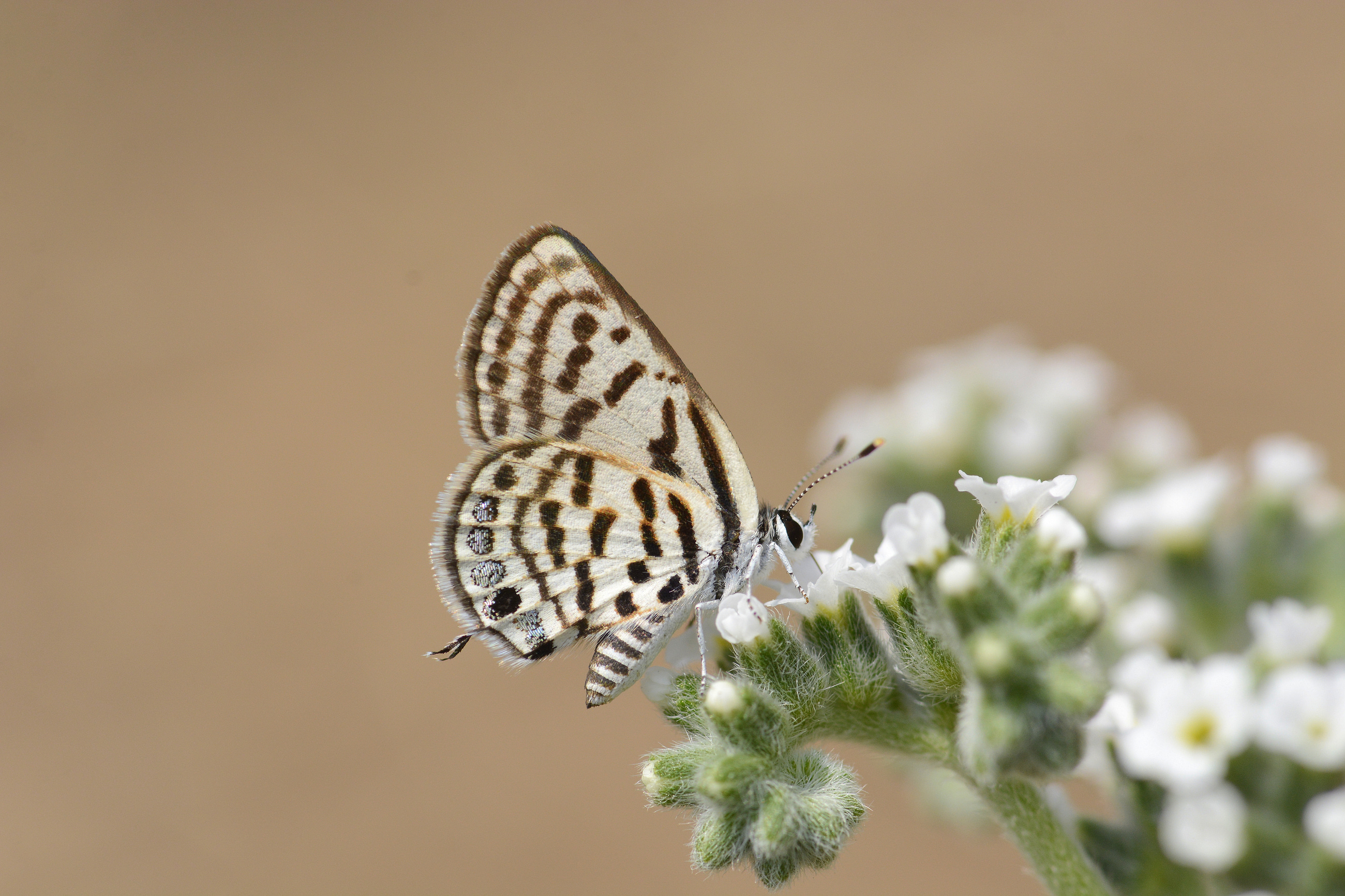Tarucus balkanicus (Balkankaplanı) butterfly photo