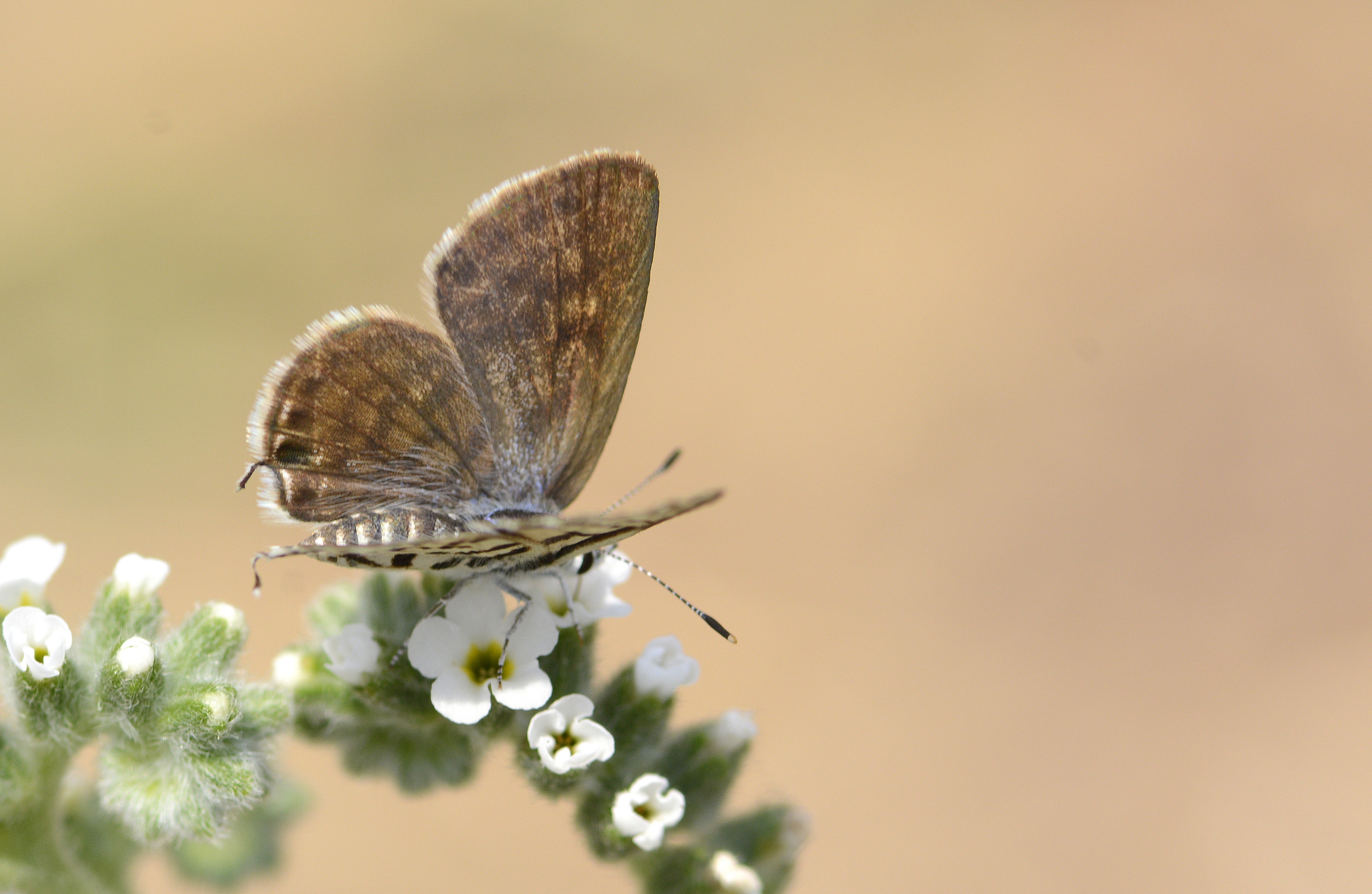Tarucus balkanicus (Balkankaplanı) butterfly photo