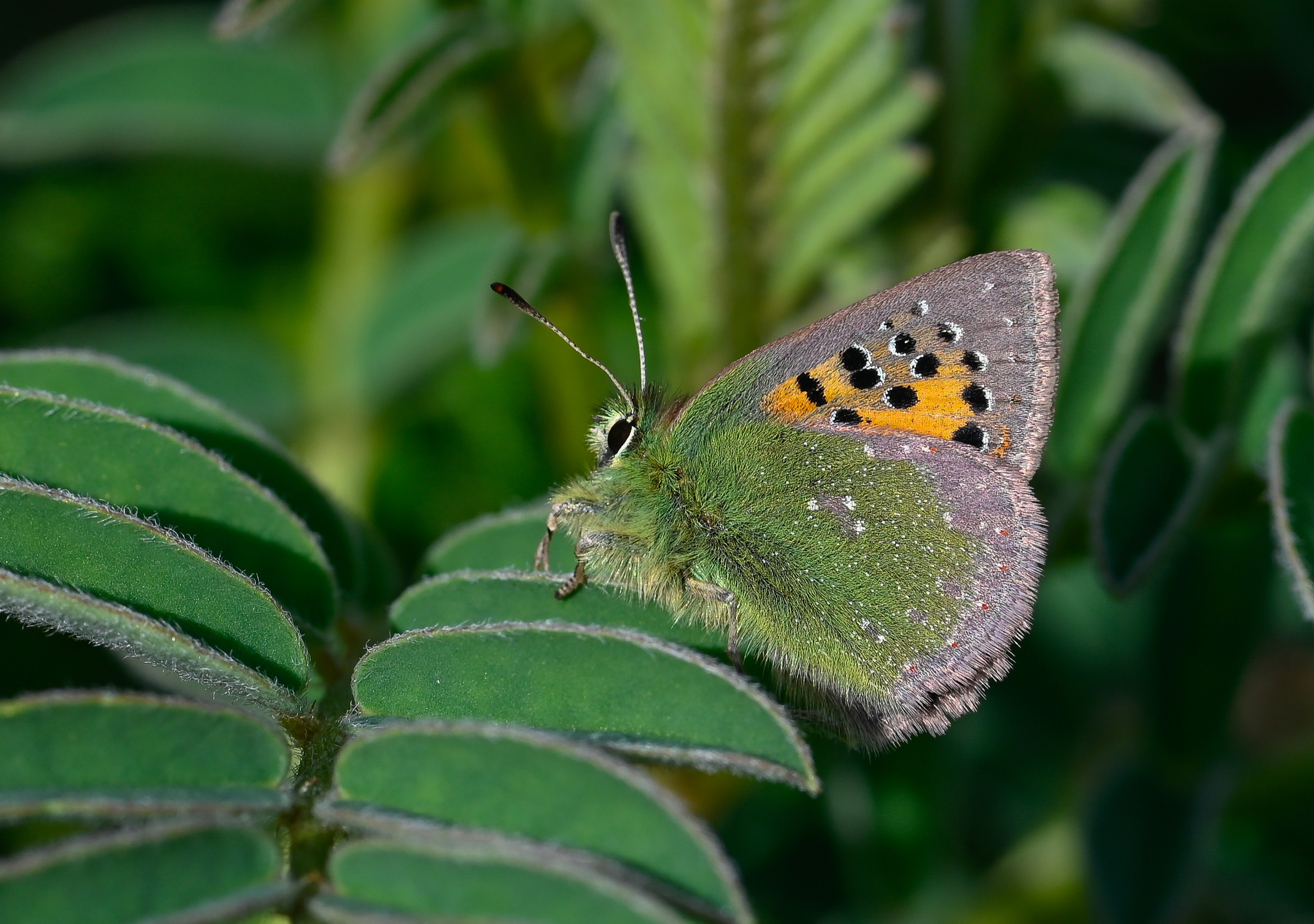 Tomares ballus butterfly photo