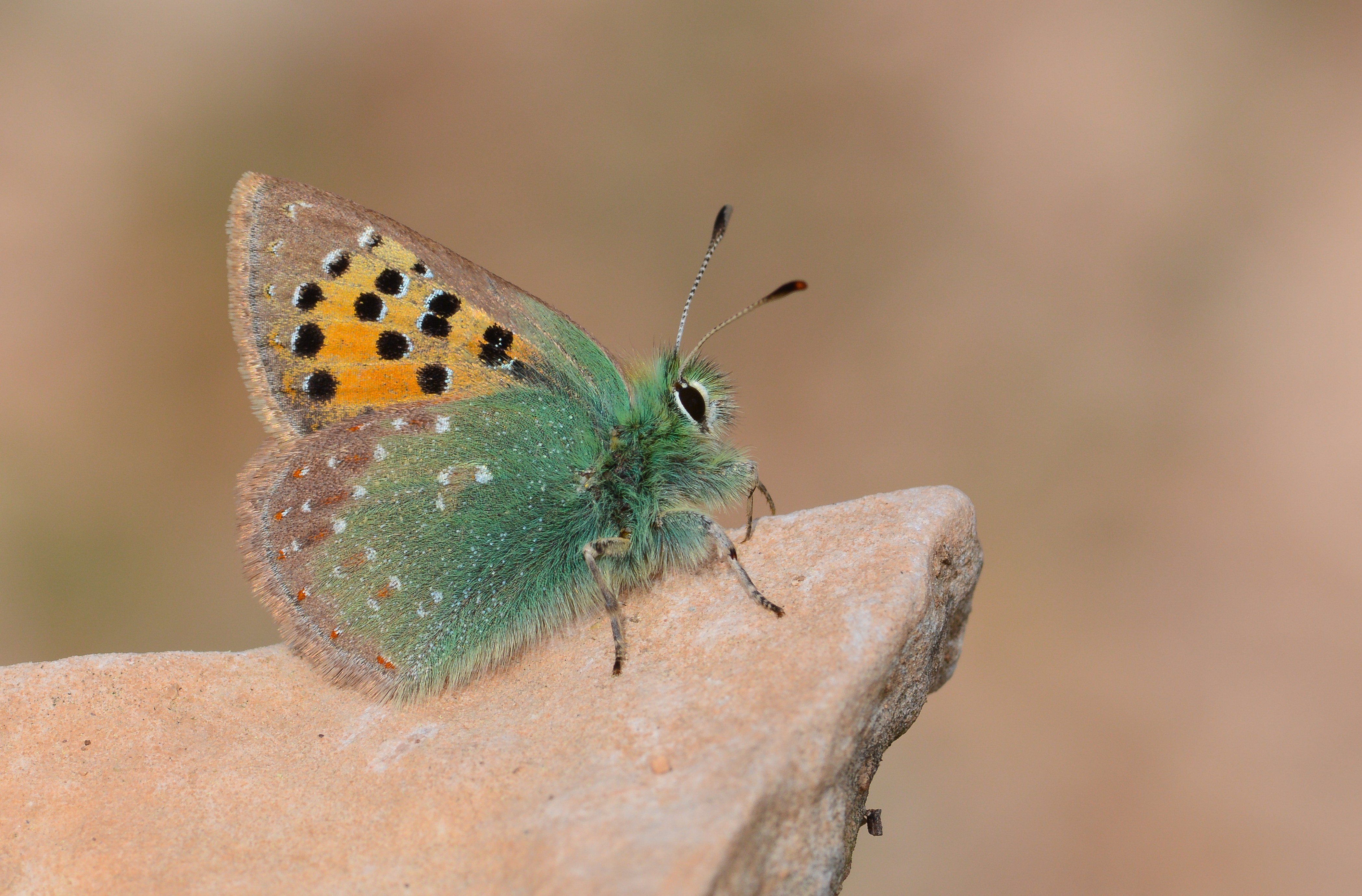 Tomares ballus butterfly photo