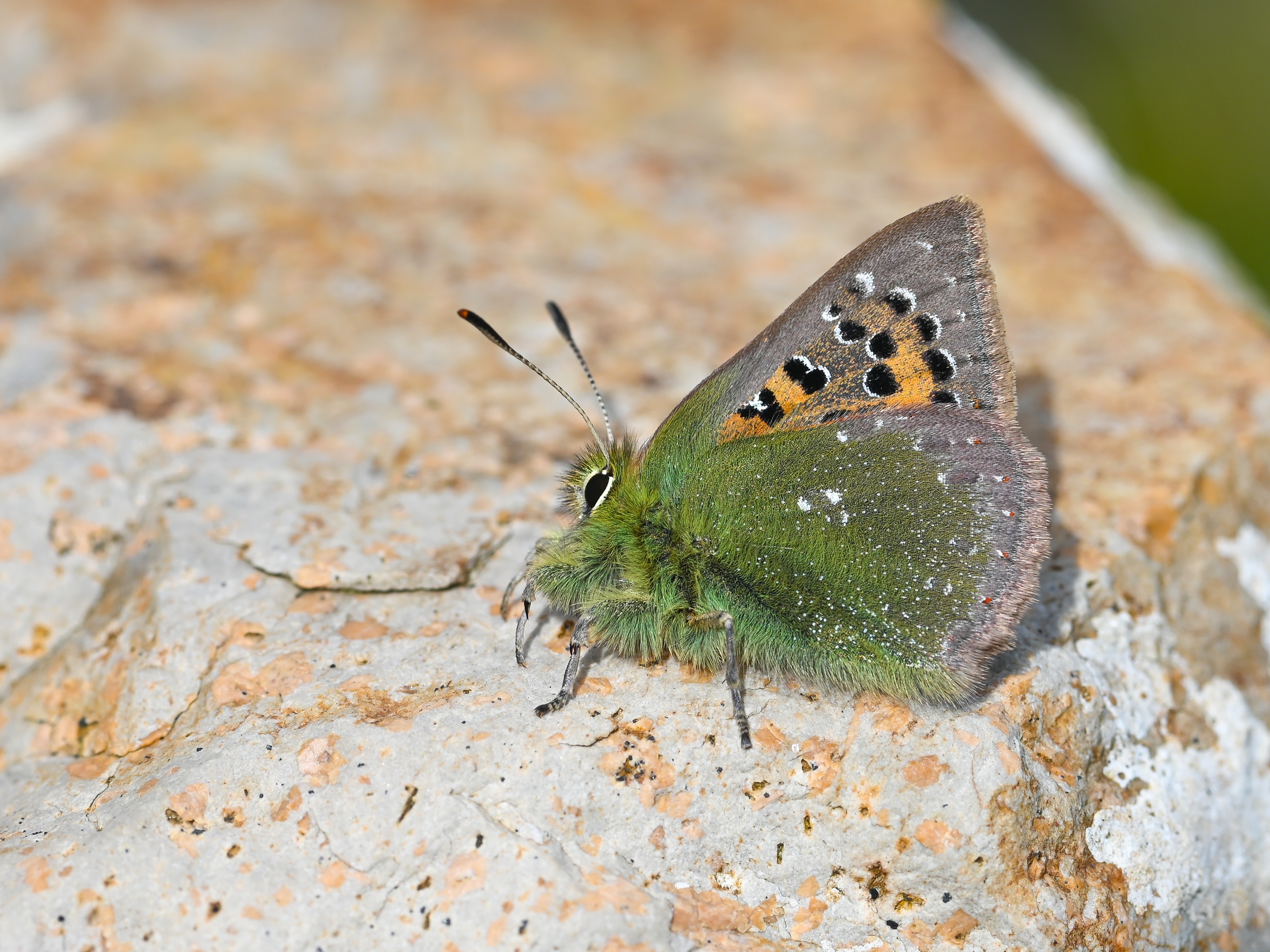 Tomares ballus butterfly photo