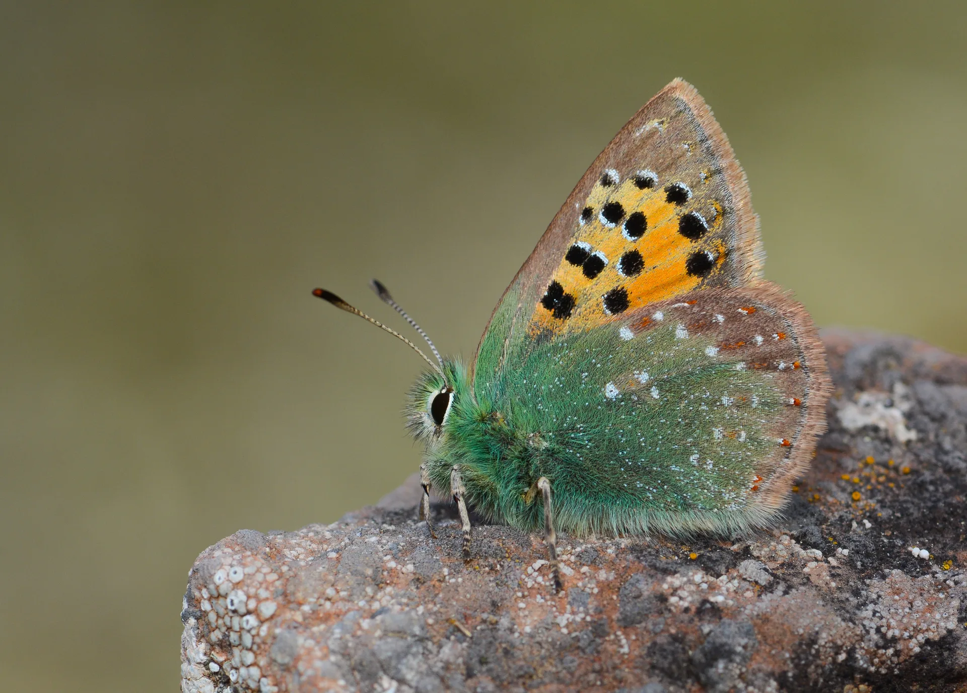 Tomares ballus butterfly photo