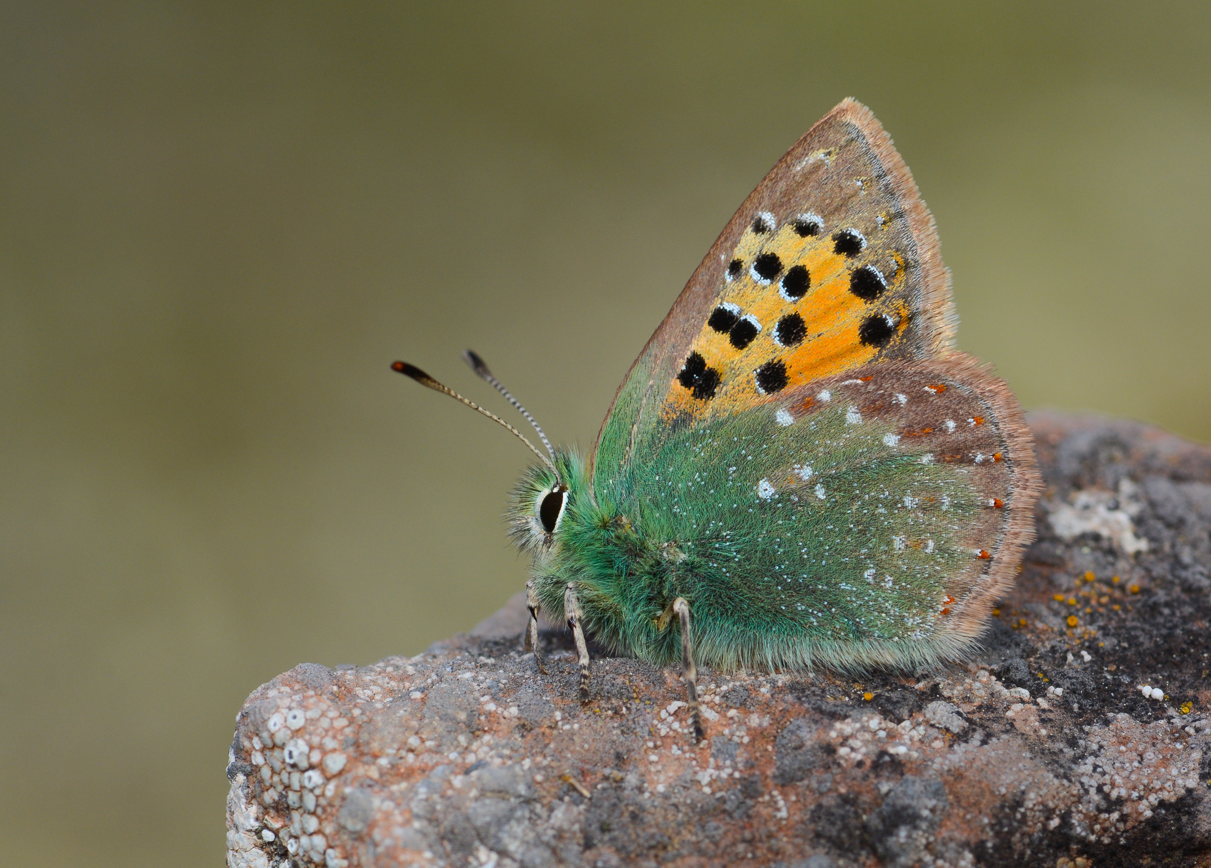 Tomares ballus butterfly photo