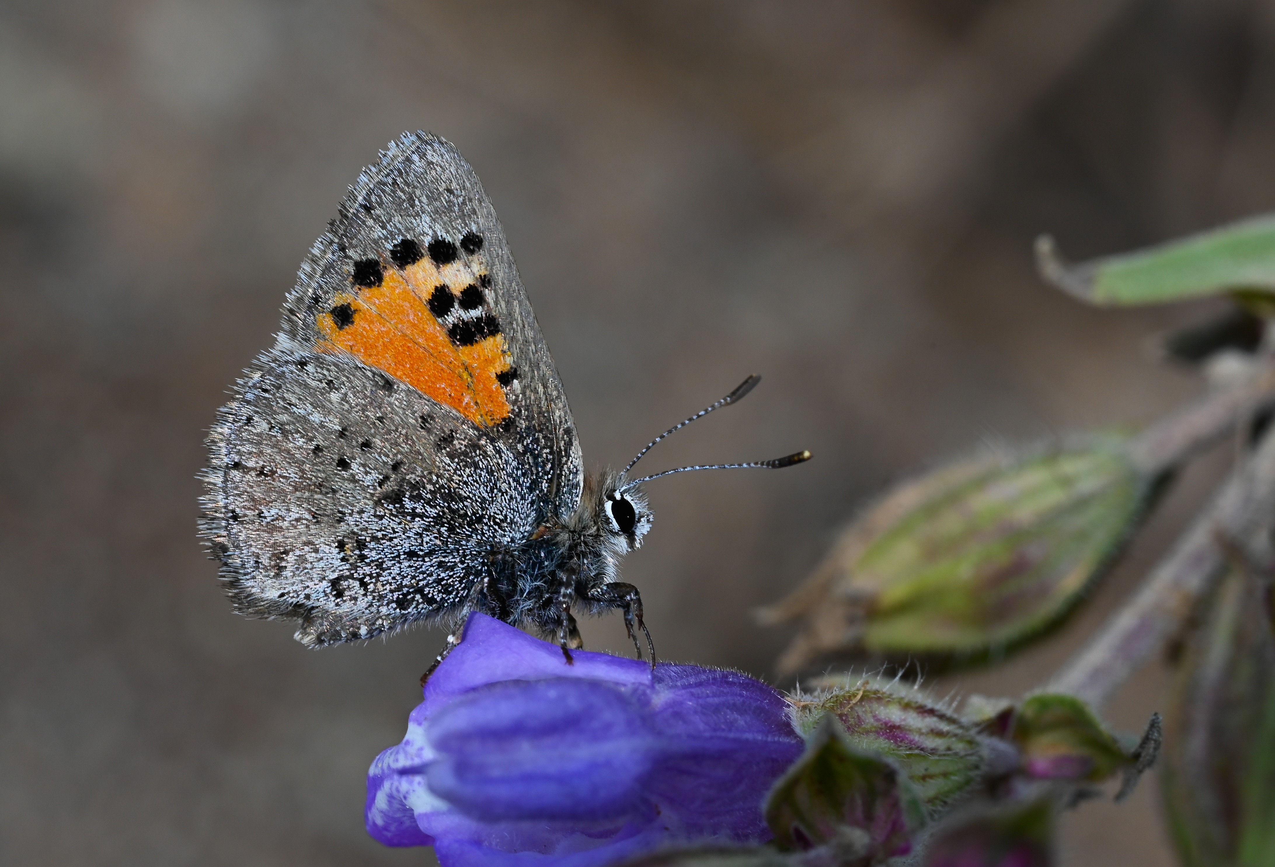 Tomares callimachus (Kafkasya GelinciÄŸi) butterfly photo