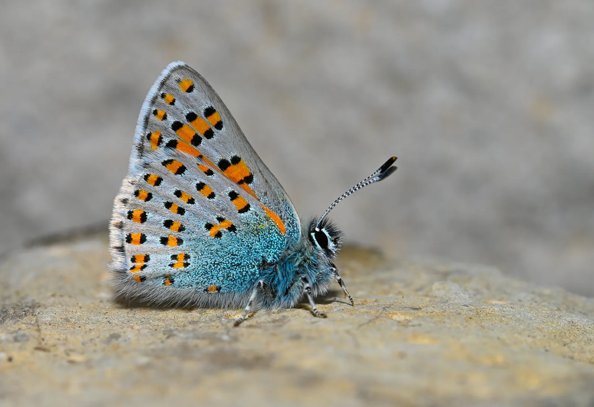 Tomares nesimachus (Akbes GelinciÄŸi) butterfly photo