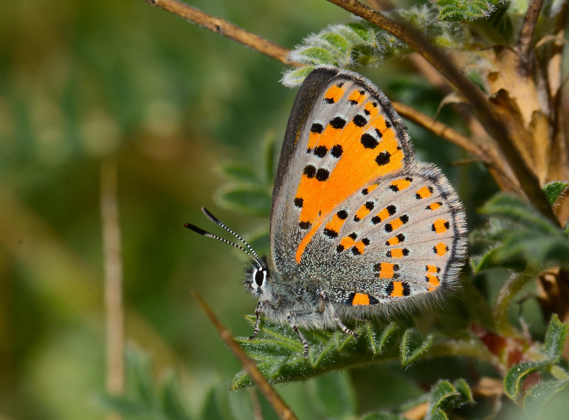 Tomares nesimachus (Akbes GelinciÄŸi) butterfly photo
