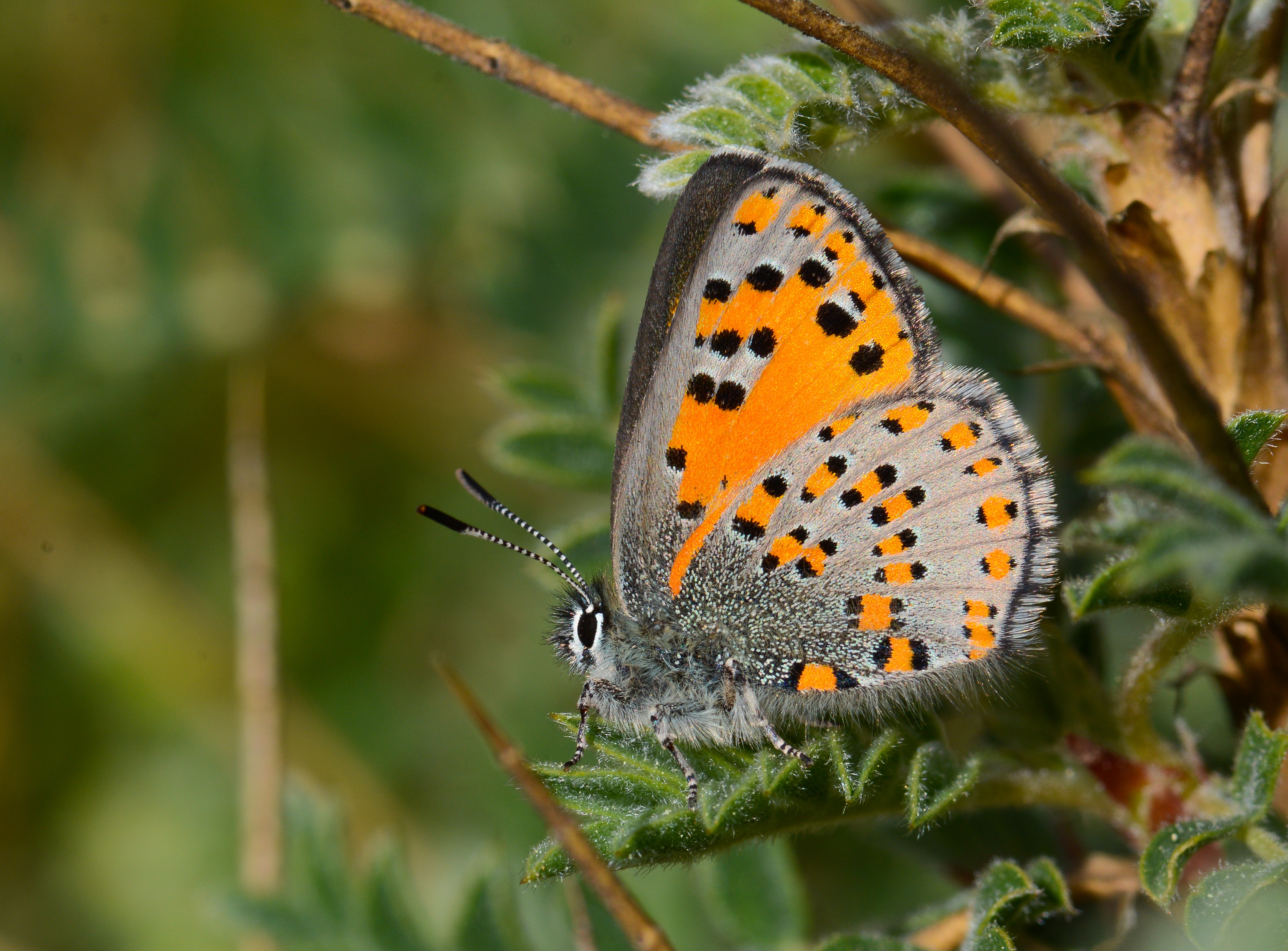 Tomares nesimachus (Akbes GelinciÄŸi) butterfly photo