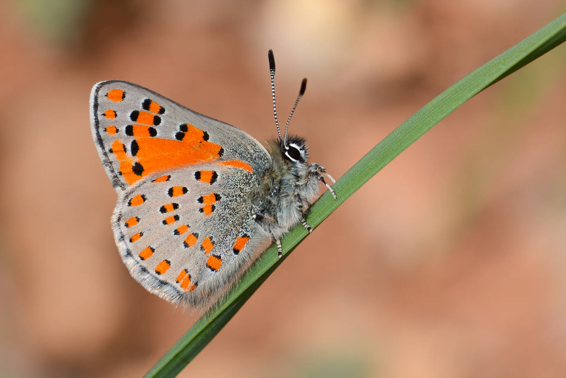 Tomares nesimachus (Akbes GelinciÄŸi) butterfly photo