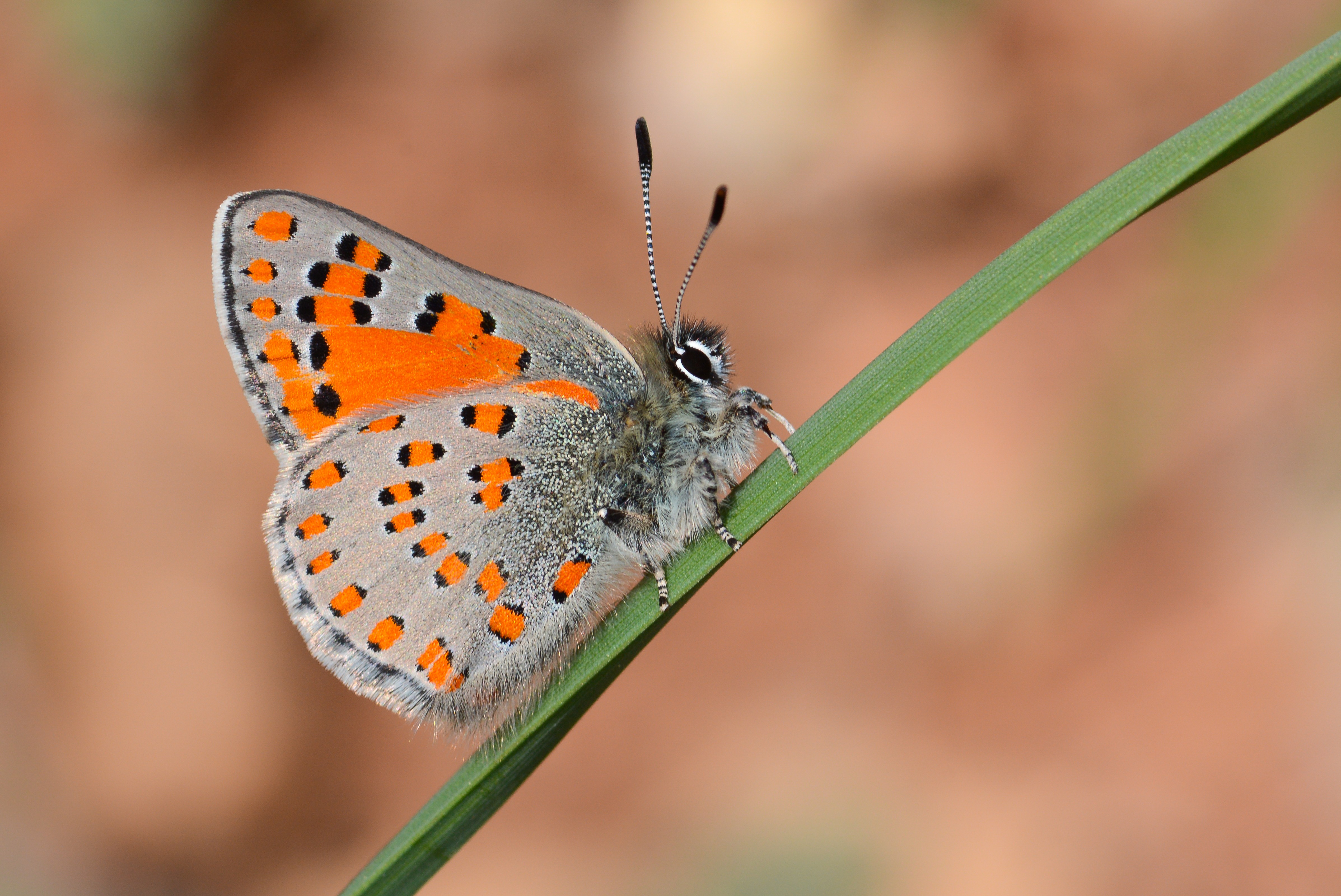 Tomares nesimachus (Akbes GelinciÄŸi) butterfly photo