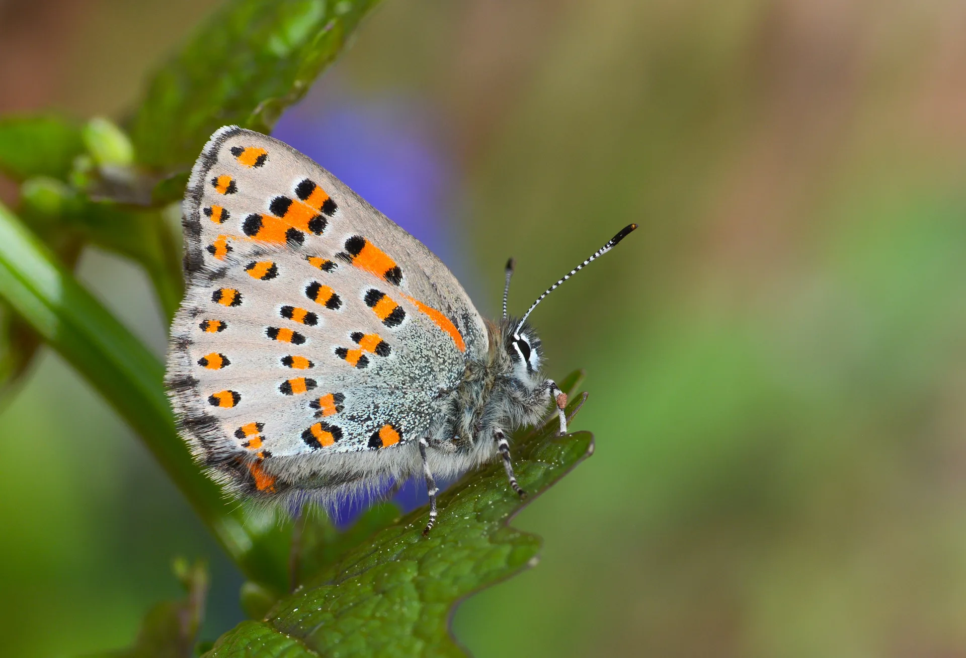 Tomares nesimachus (Akbes GelinciÄŸi) butterfly photo