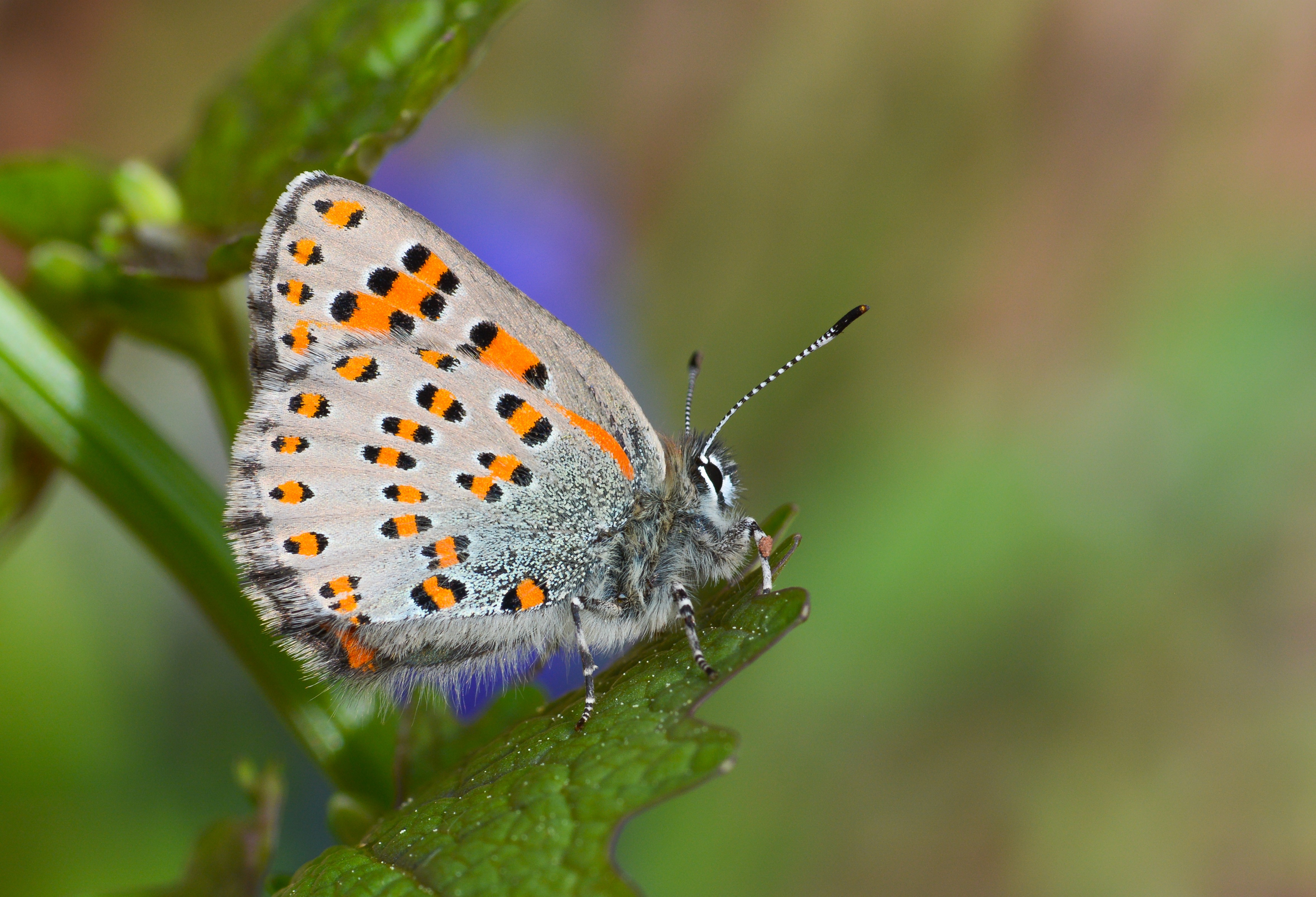 Tomares nesimachus (Akbes GelinciÄŸi) butterfly photo