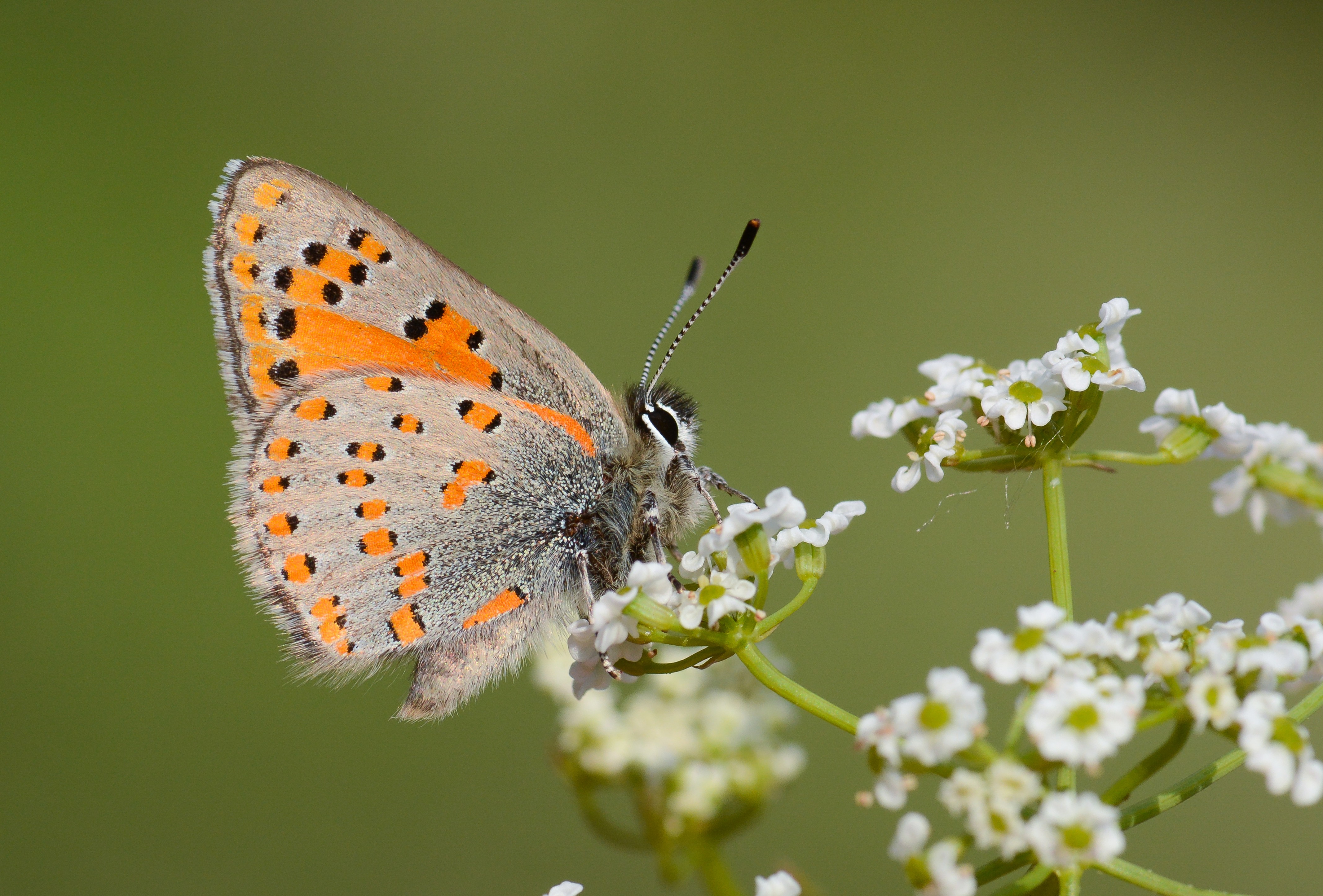 Tomares nesimachus (Akbes GelinciÄŸi) butterfly photo