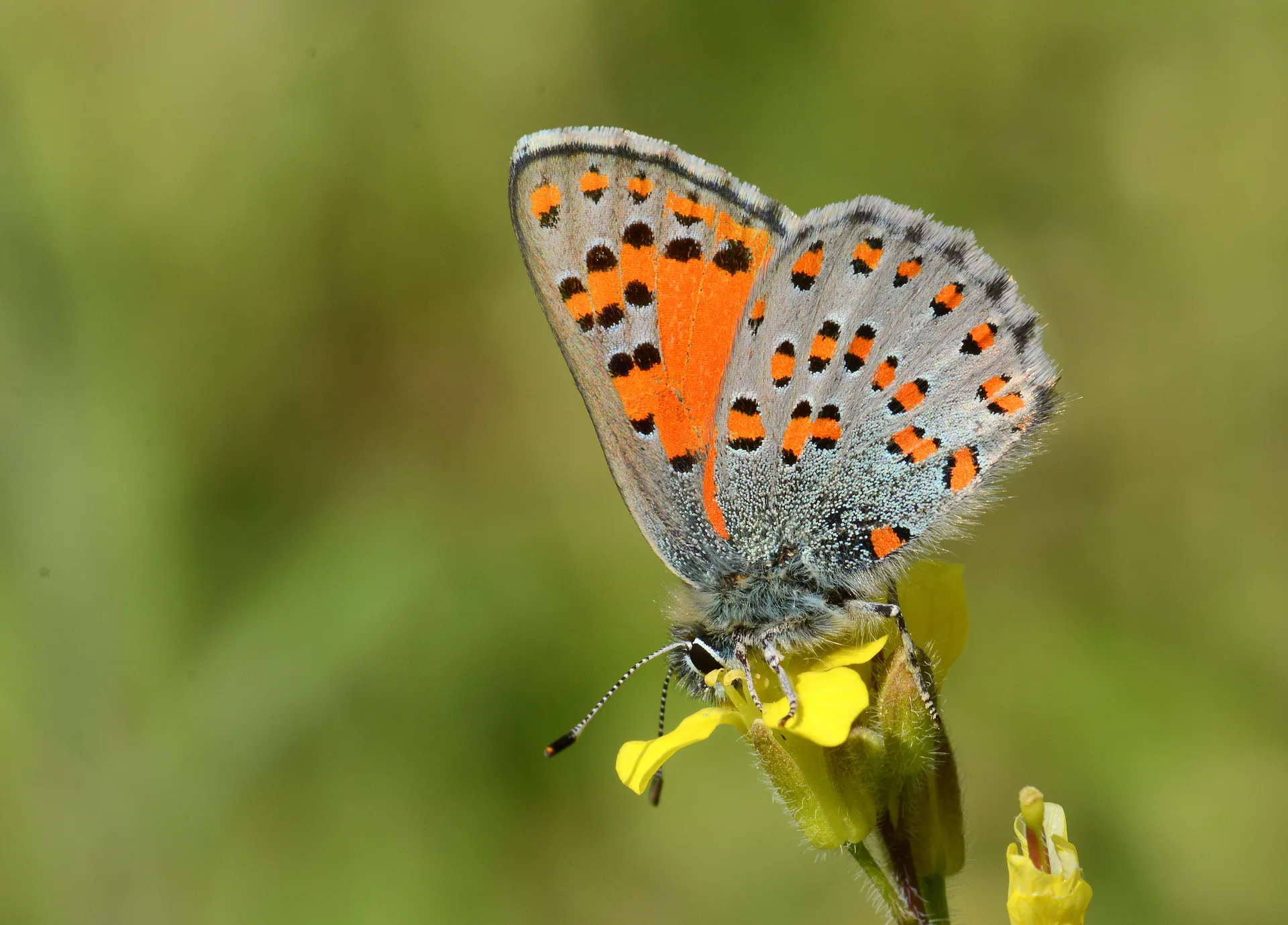 Tomares nesimachus (Akbes GelinciÄŸi) butterfly photo