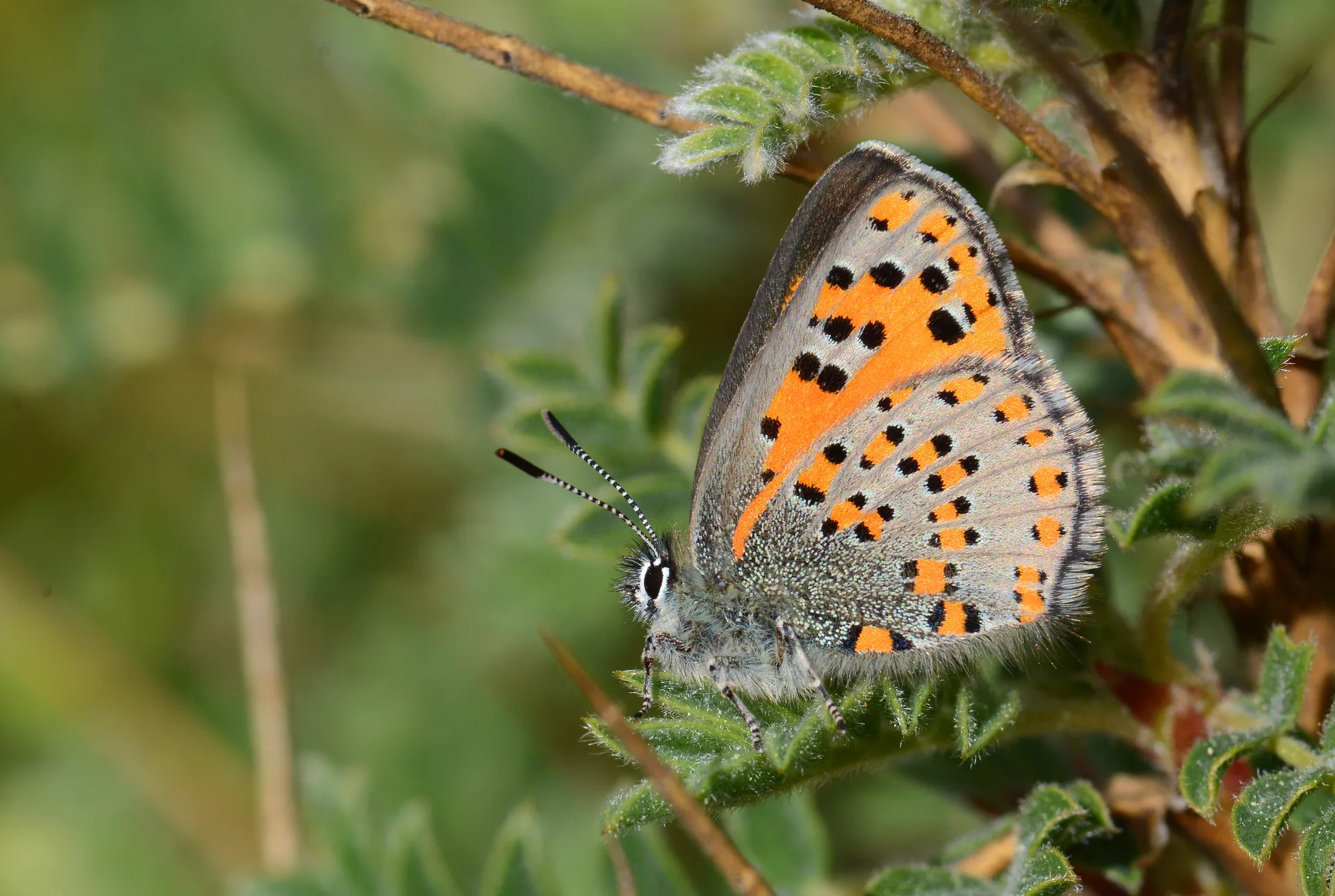 Tomares nesimachus (Akbes GelinciÄŸi) butterfly photo