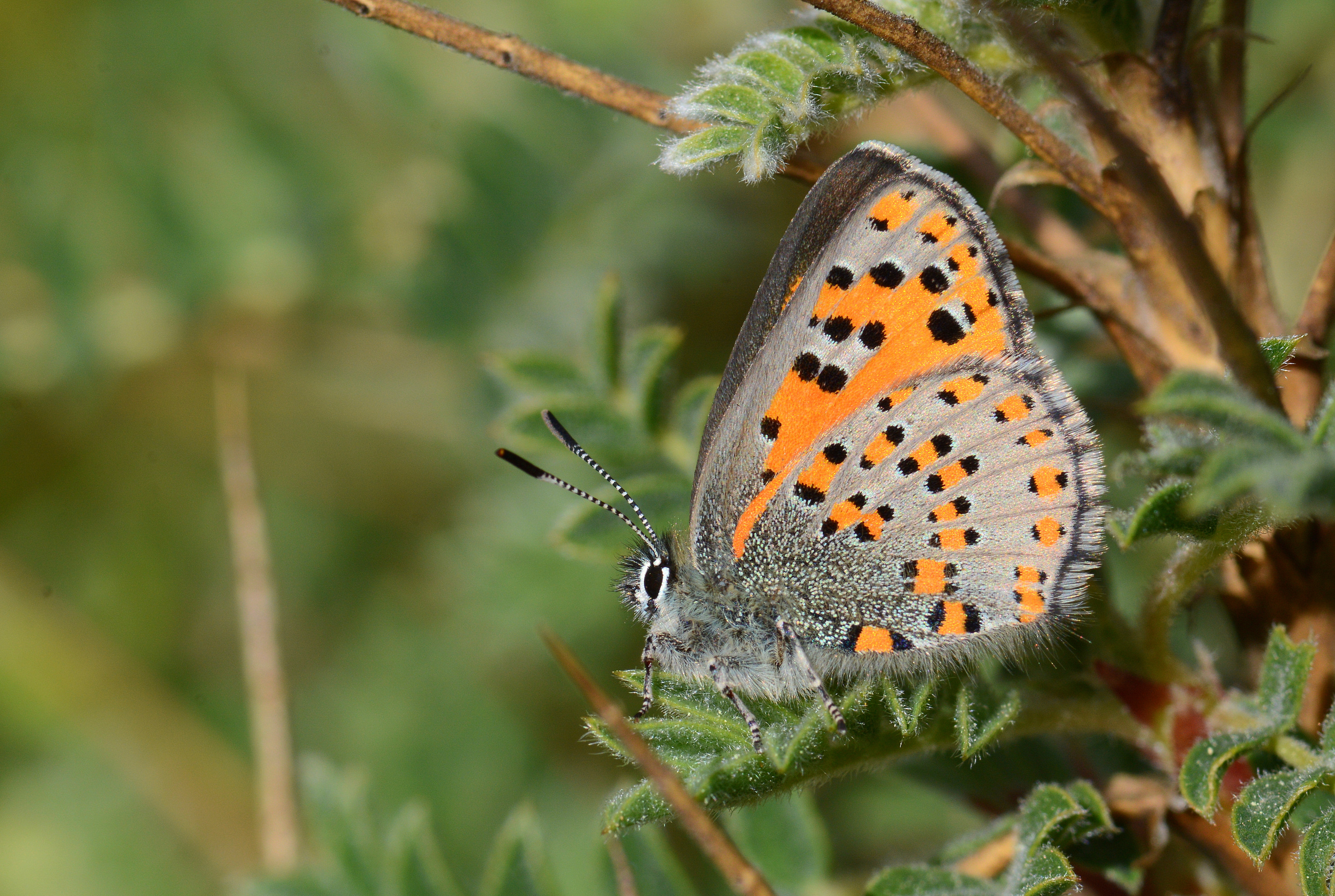 Tomares nesimachus (Akbes GelinciÄŸi) butterfly photo