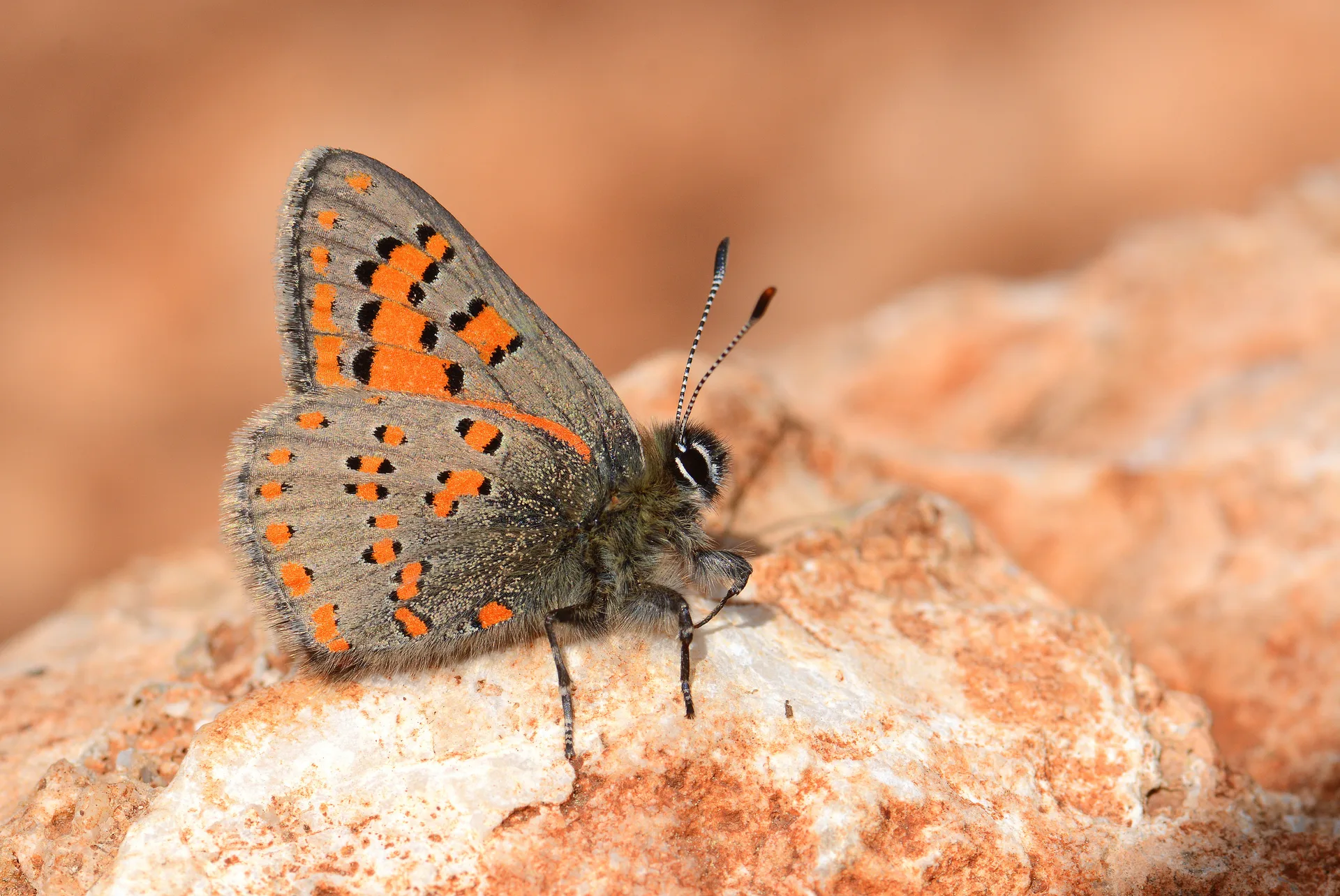 Tomares nesimachus (Akbes GelinciÄŸi) butterfly photo