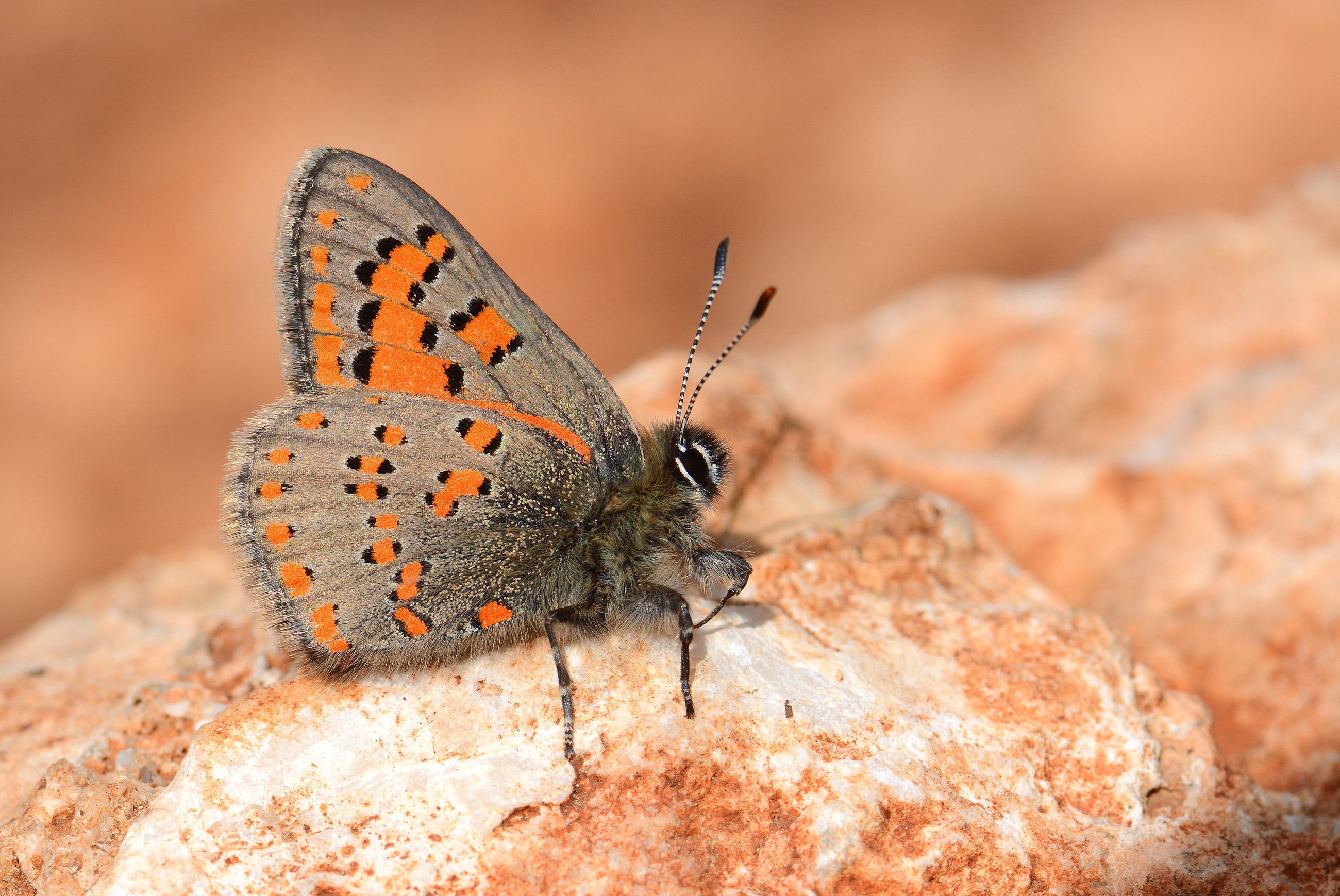 Tomares nesimachus (Akbes GelinciÄŸi) butterfly photo
