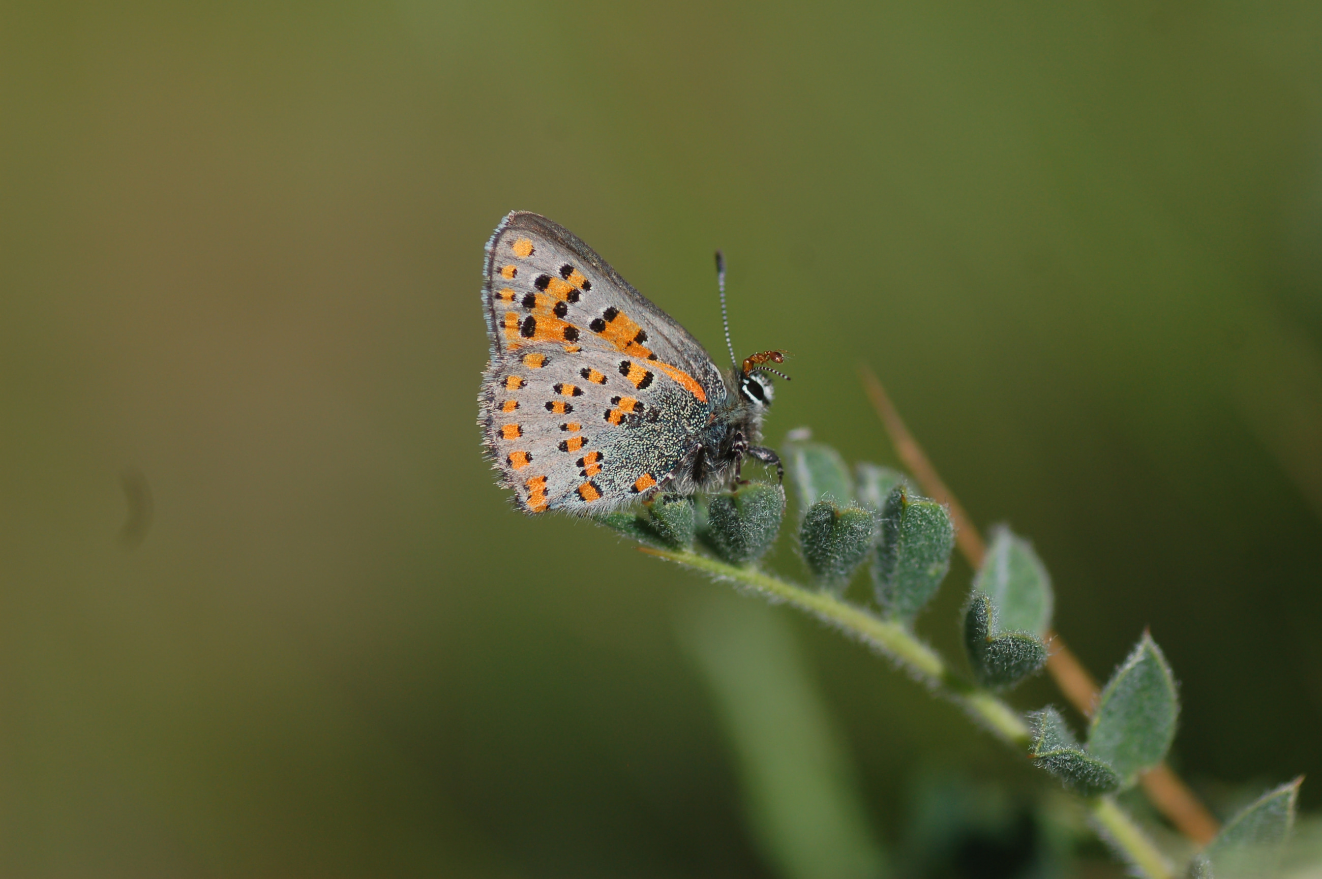 Tomares nesimachus (Akbes GelinciÄŸi) butterfly photo