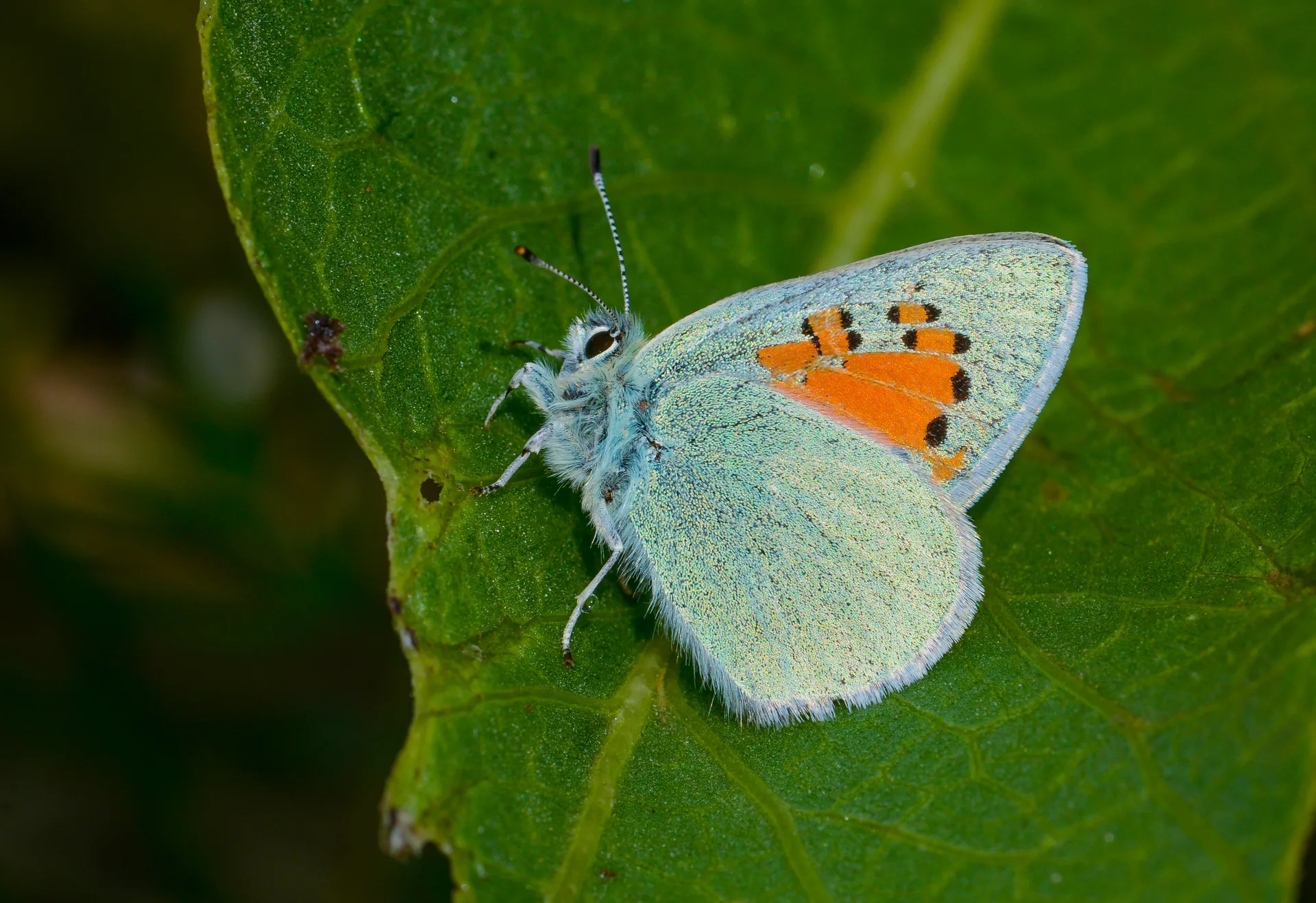 Tomares romanovi (Romanov GelinciÄŸi) butterfly photo