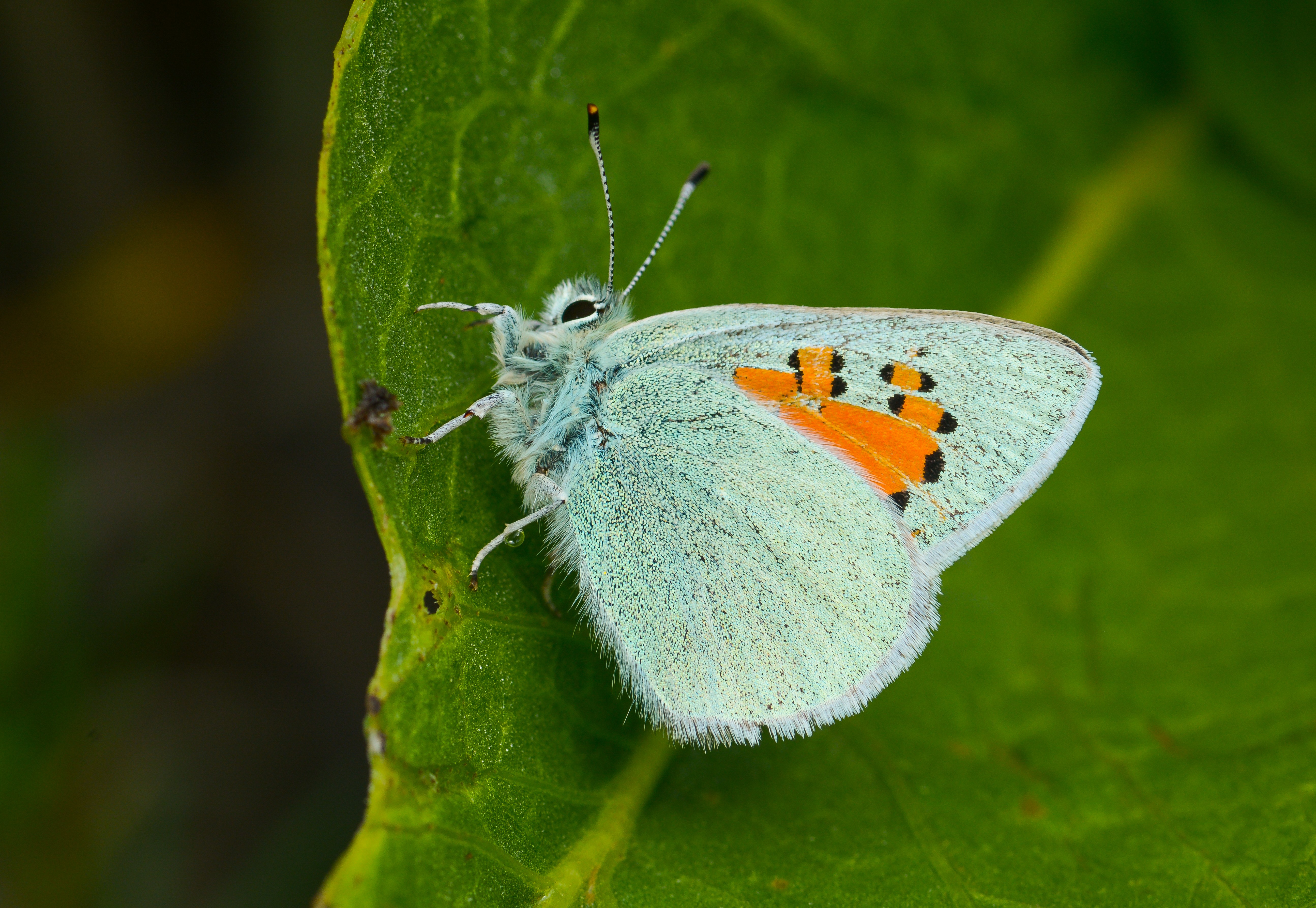 Tomares romanovi (Romanov GelinciÄŸi) butterfly photo