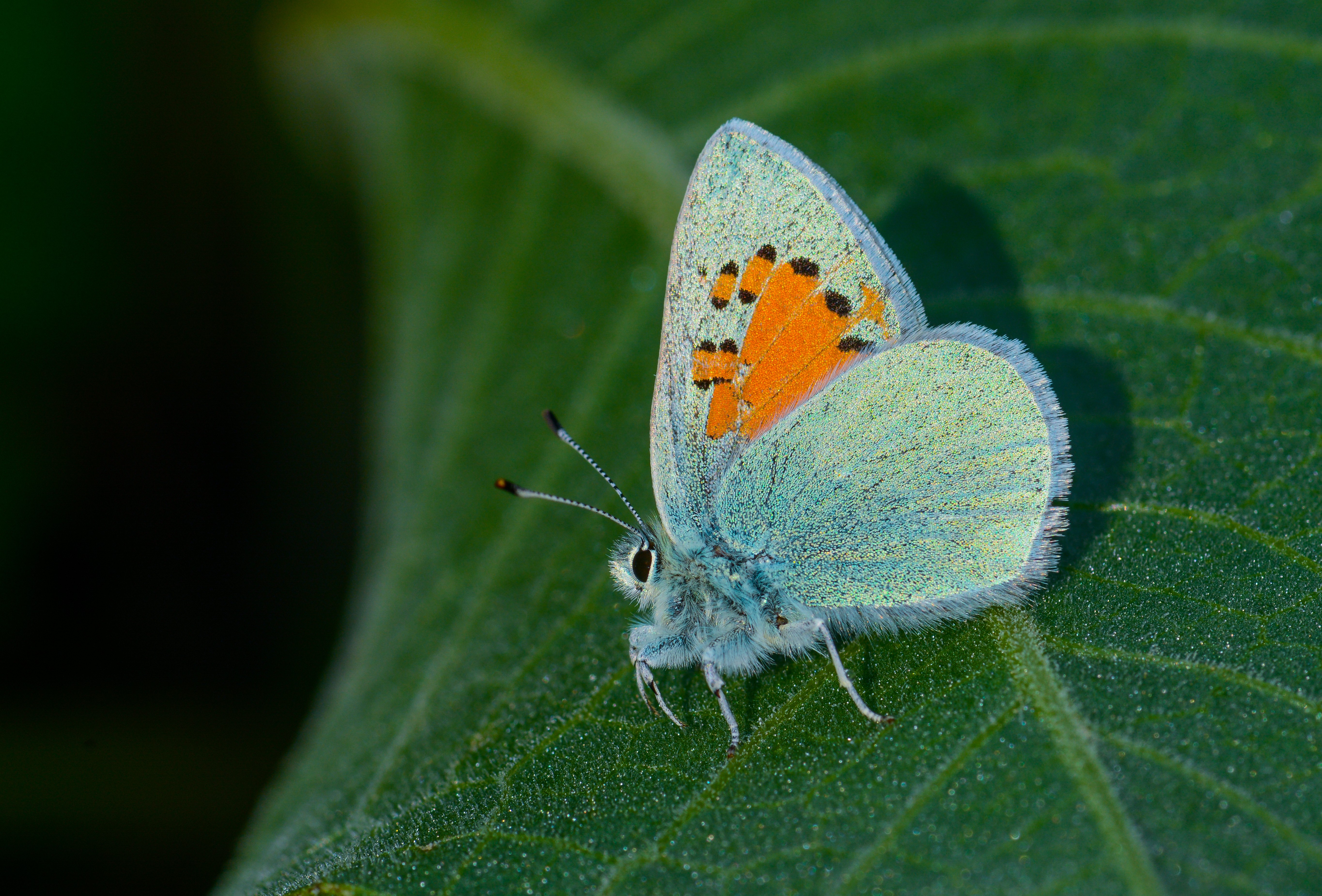 Tomares romanovi (Romanov GelinciÄŸi) butterfly photo