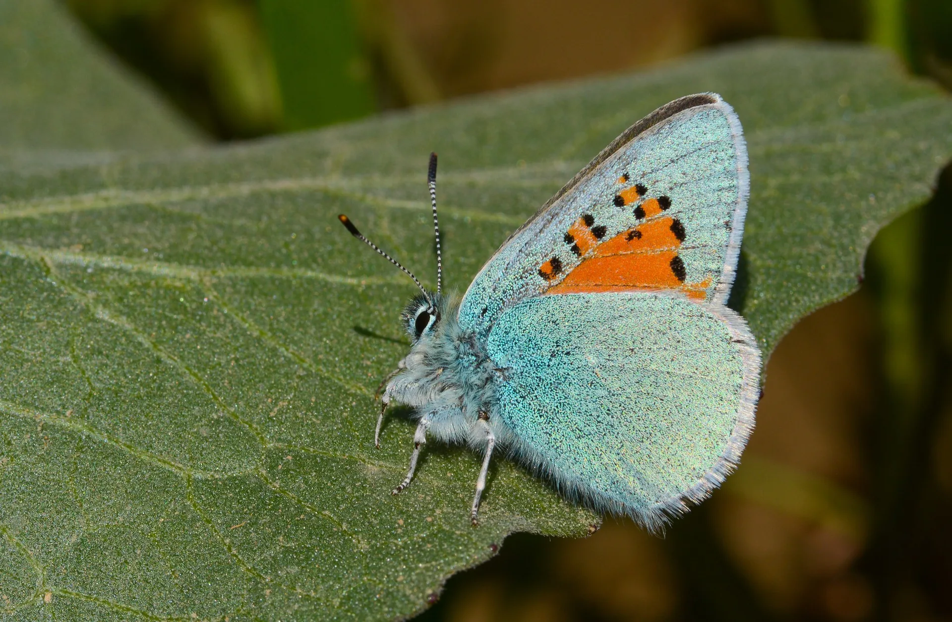 Tomares romanovi (Romanov GelinciÄŸi) butterfly photo
