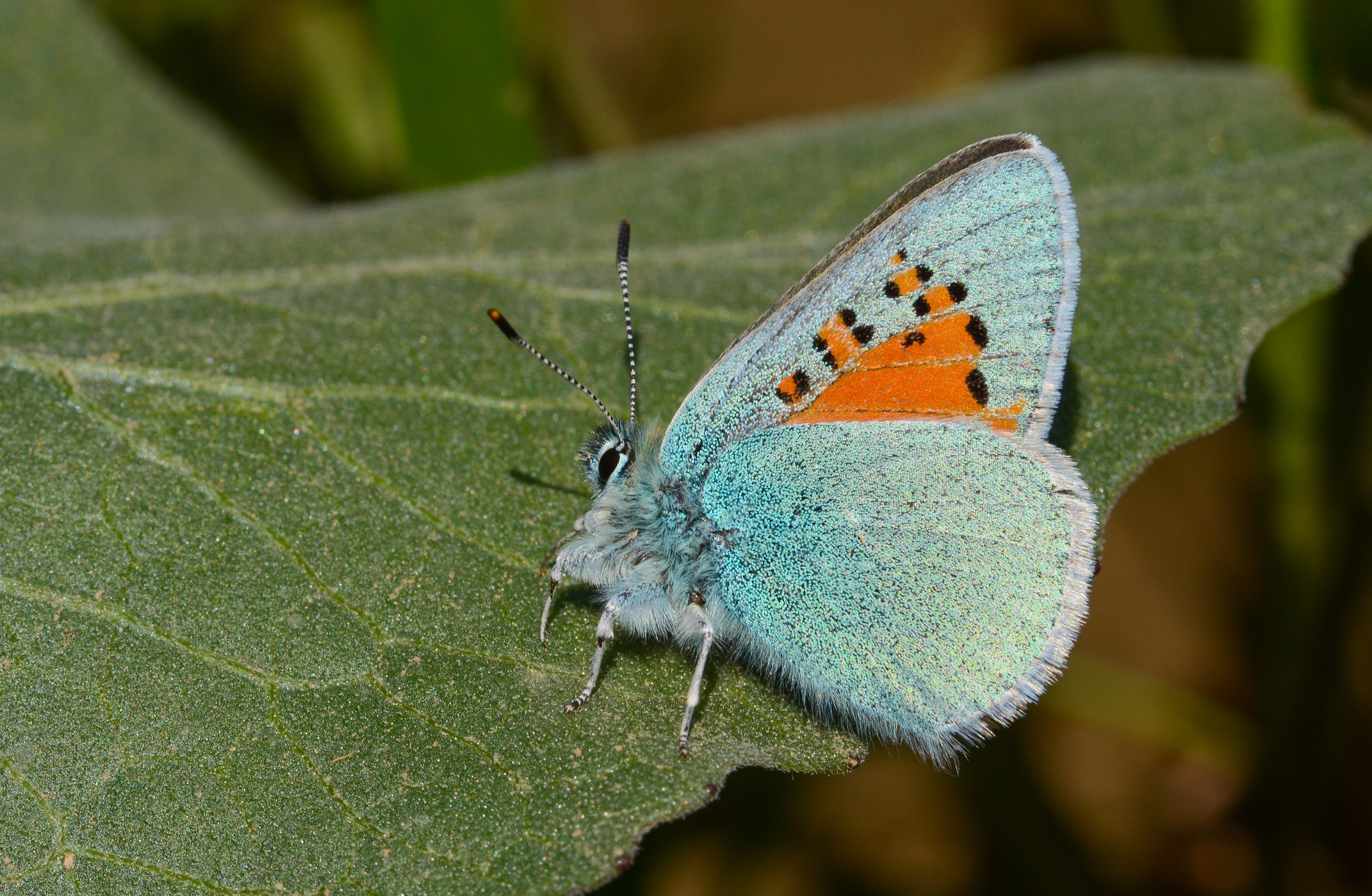 Tomares romanovi (Romanov GelinciÄŸi) butterfly photo