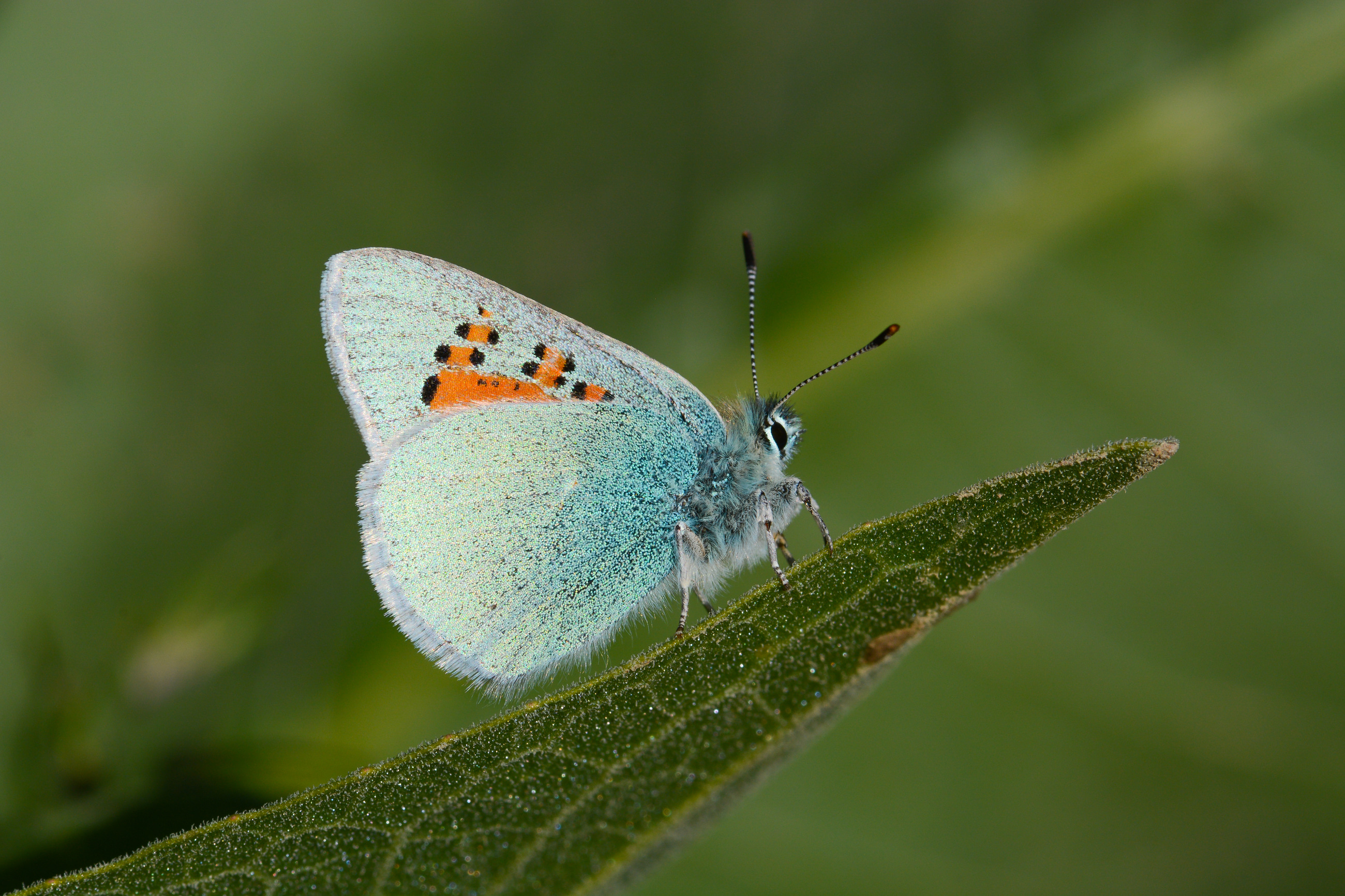 Tomares romanovi (Romanov GelinciÄŸi) butterfly photo