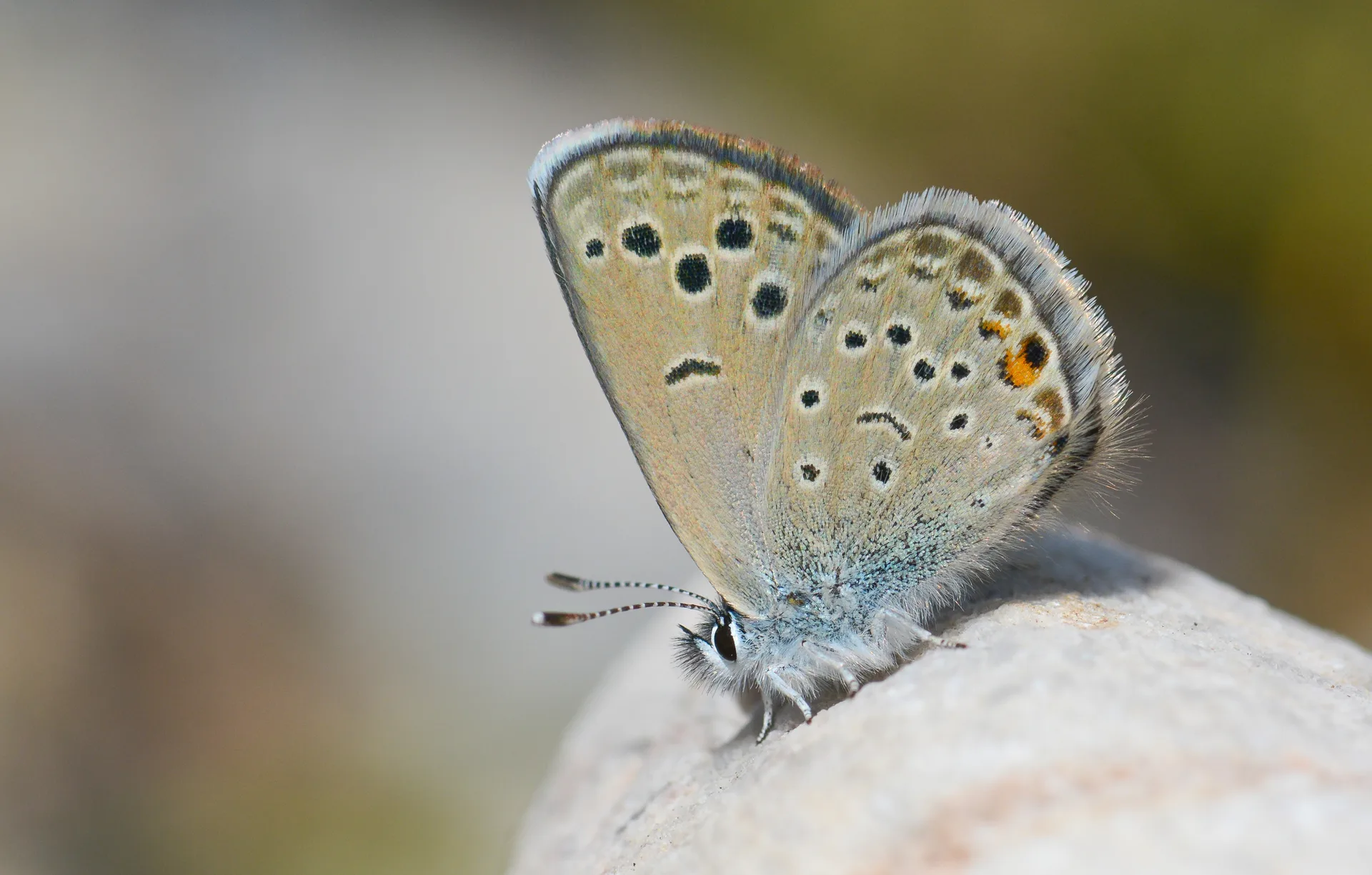 Turanana endymion (Anadolu Turanmavisi) butterfly photo