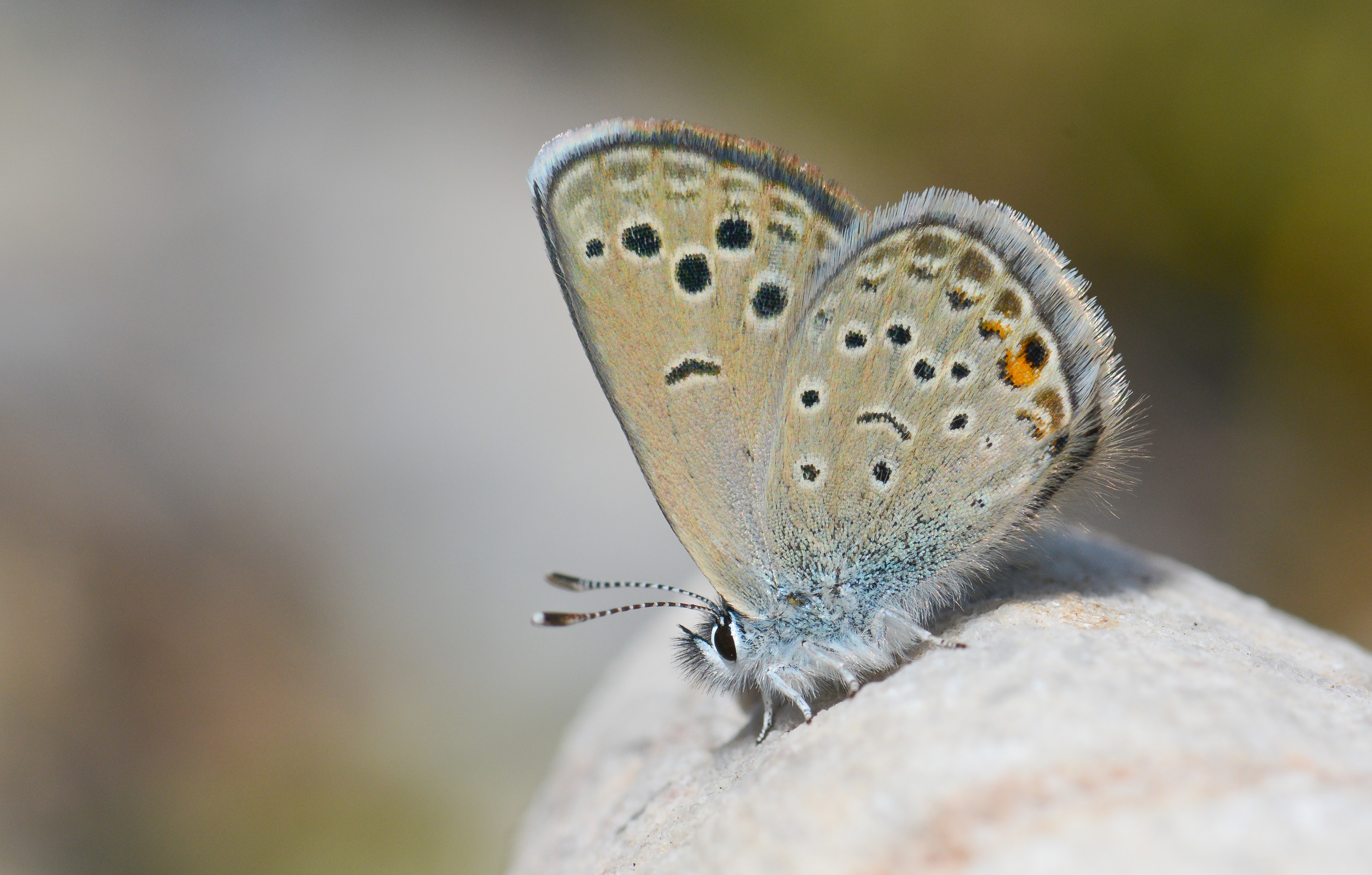Turanana endymion (Anadolu Turanmavisi) butterfly photo