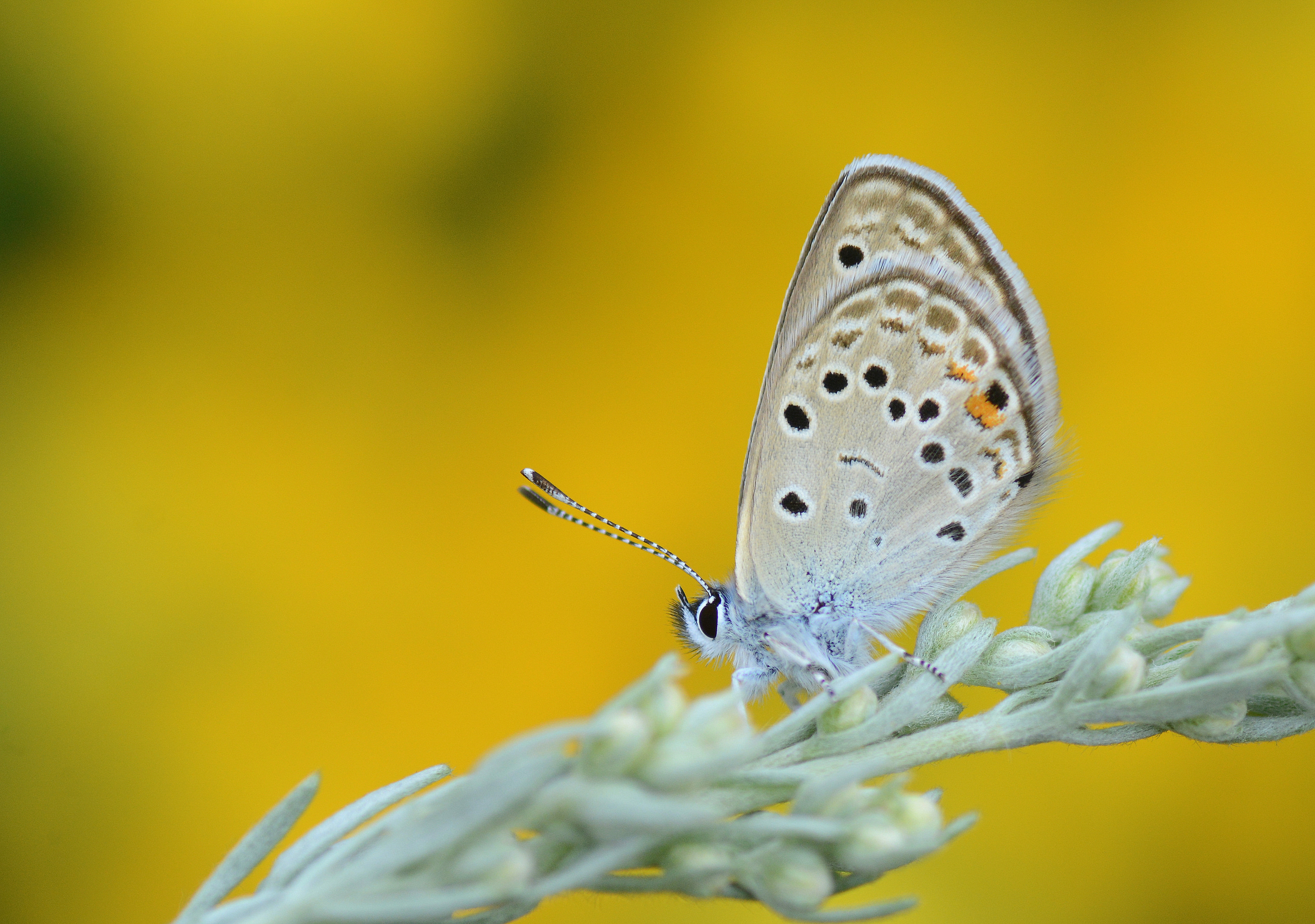 Turanana endymion (Anadolu Turanmavisi) butterfly photo