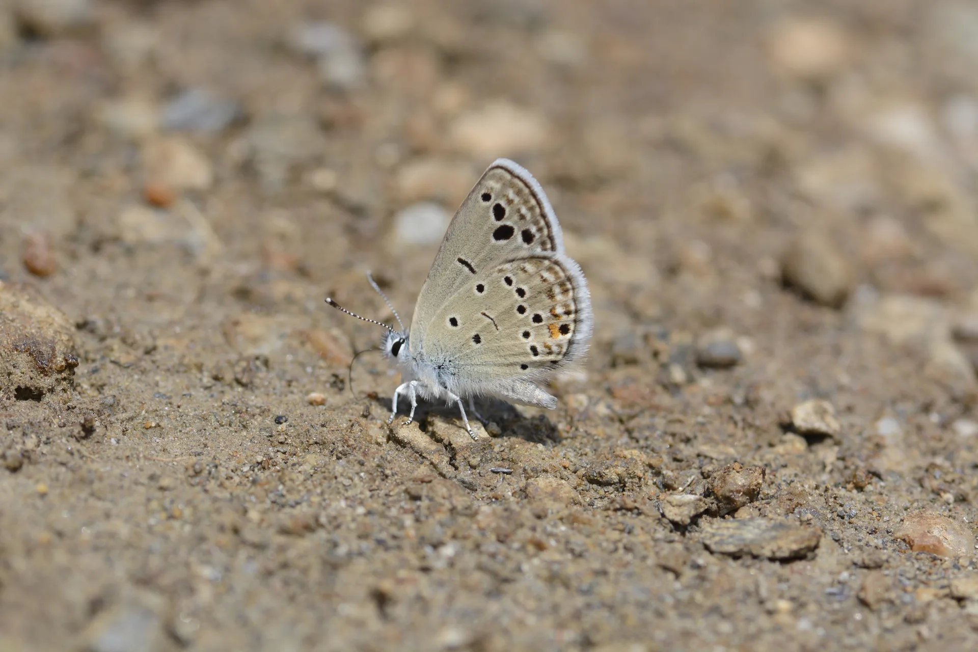 Turanana endymion (Anadolu Turanmavisi) butterfly photo
