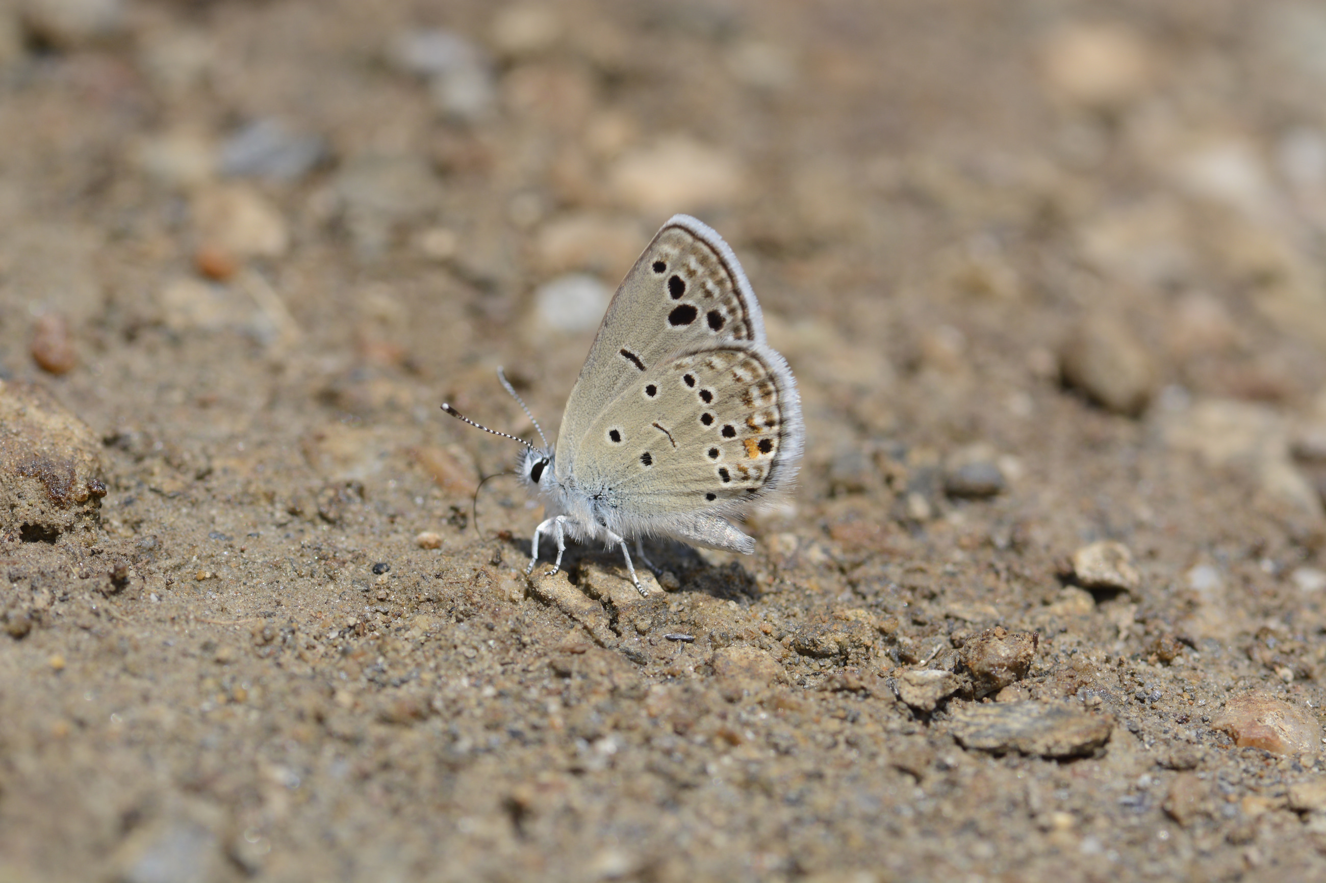 Turanana endymion (Anadolu Turanmavisi) butterfly photo