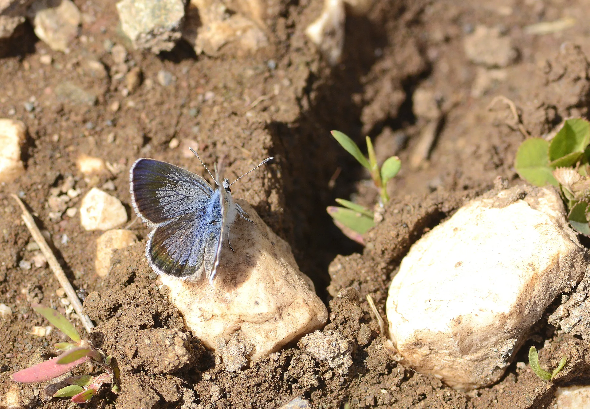 Turanana endymion (Anadolu Turanmavisi) butterfly photo